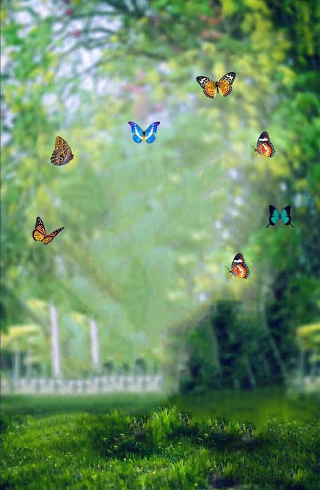 Scenă de pădure mistică Fundal