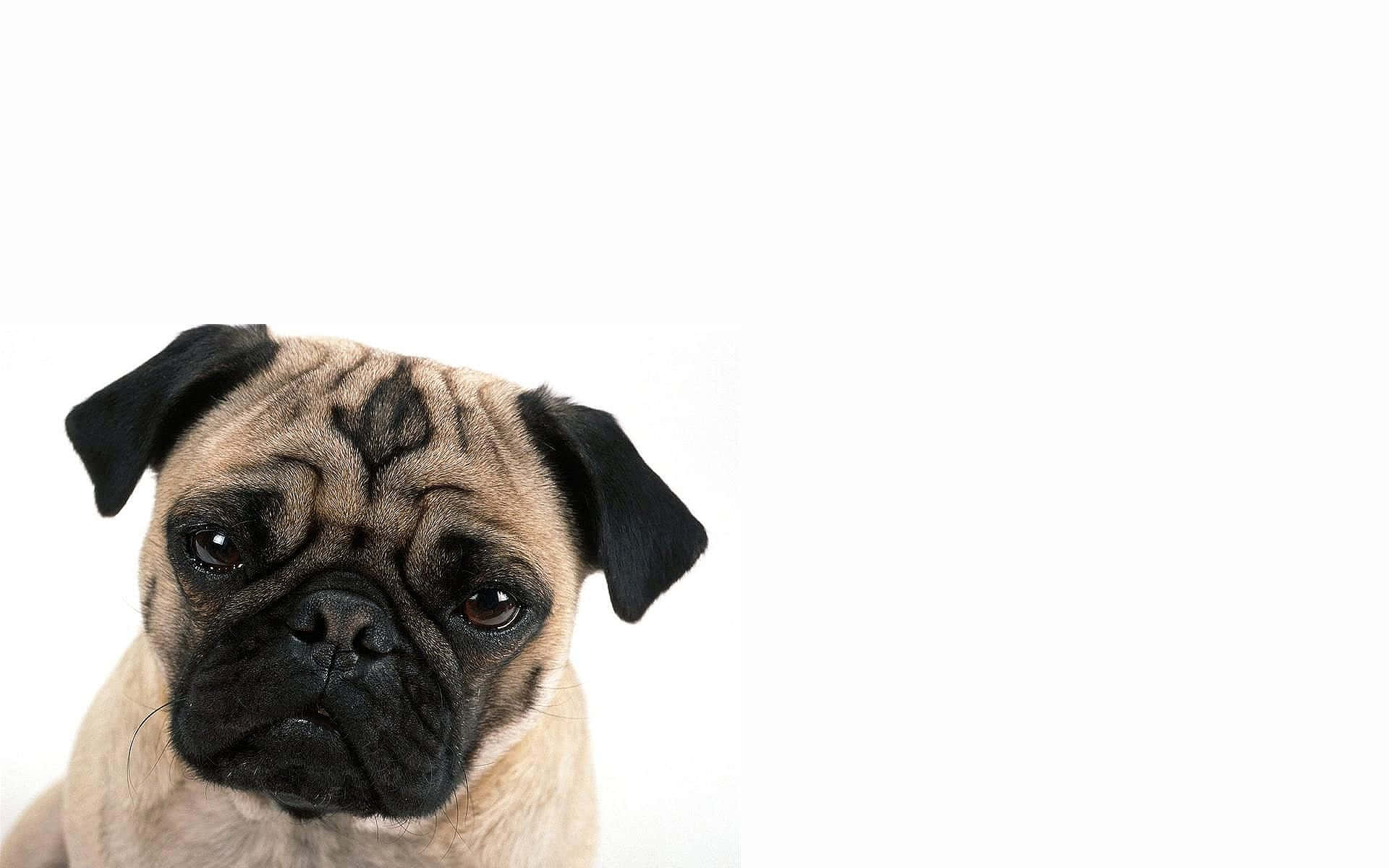 Ședință foto cu un câine Pug maro Fundal