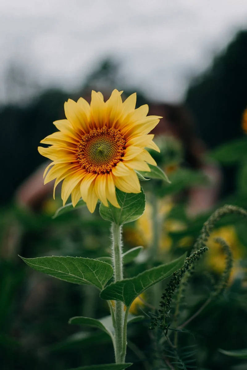 Selective Shot Of Sunflower iPhone Whatsapp Fundal