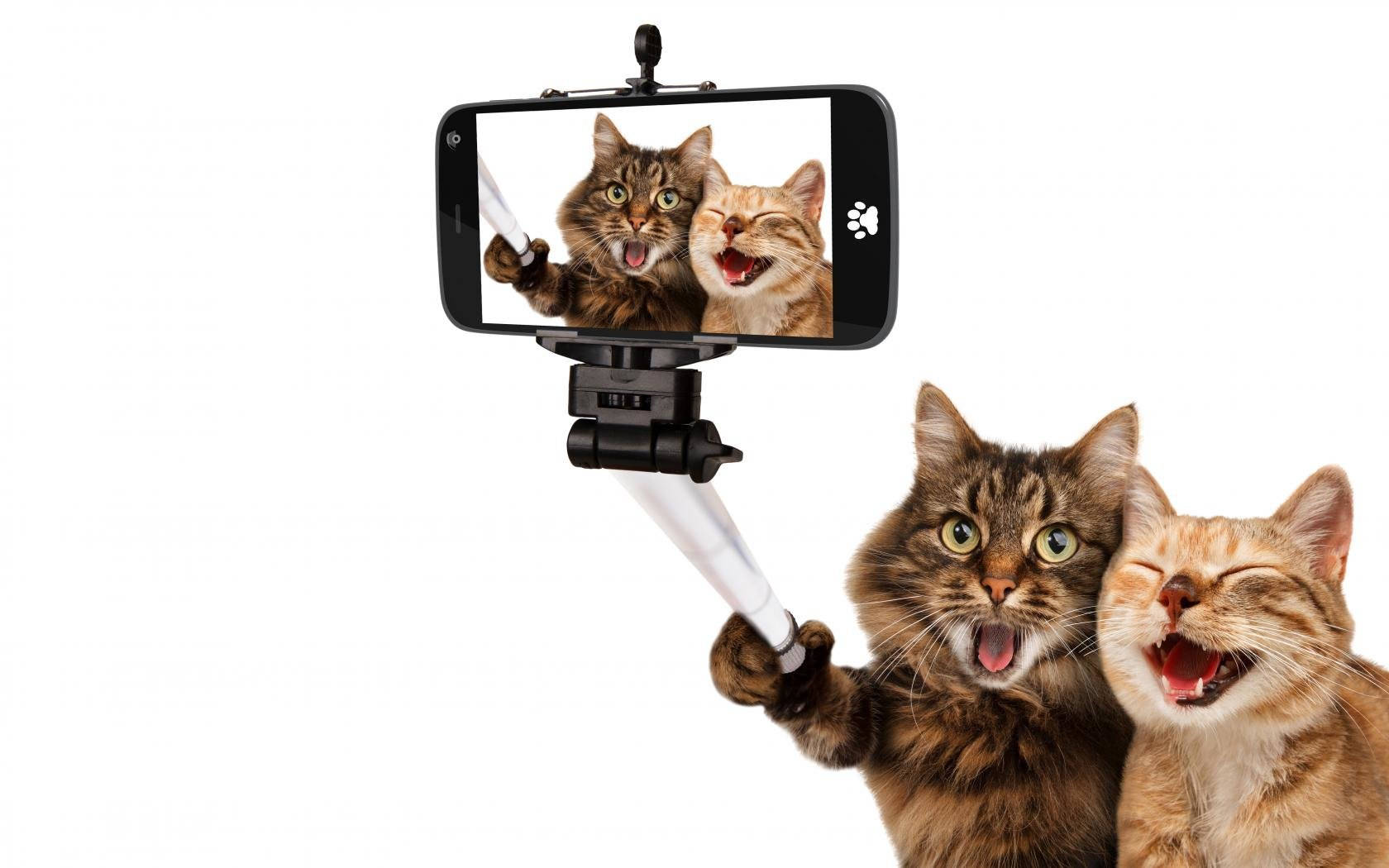 Selfie amuzant cu doi prieteni pisici Fundal