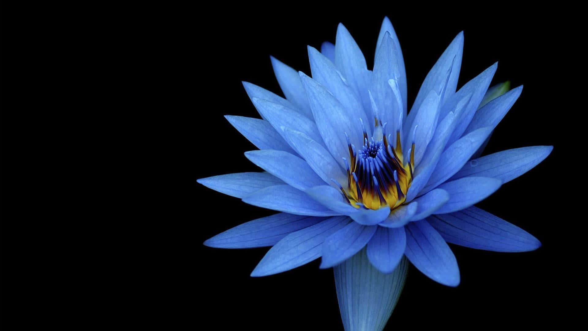 Senină floare de lotus în zori Fundal