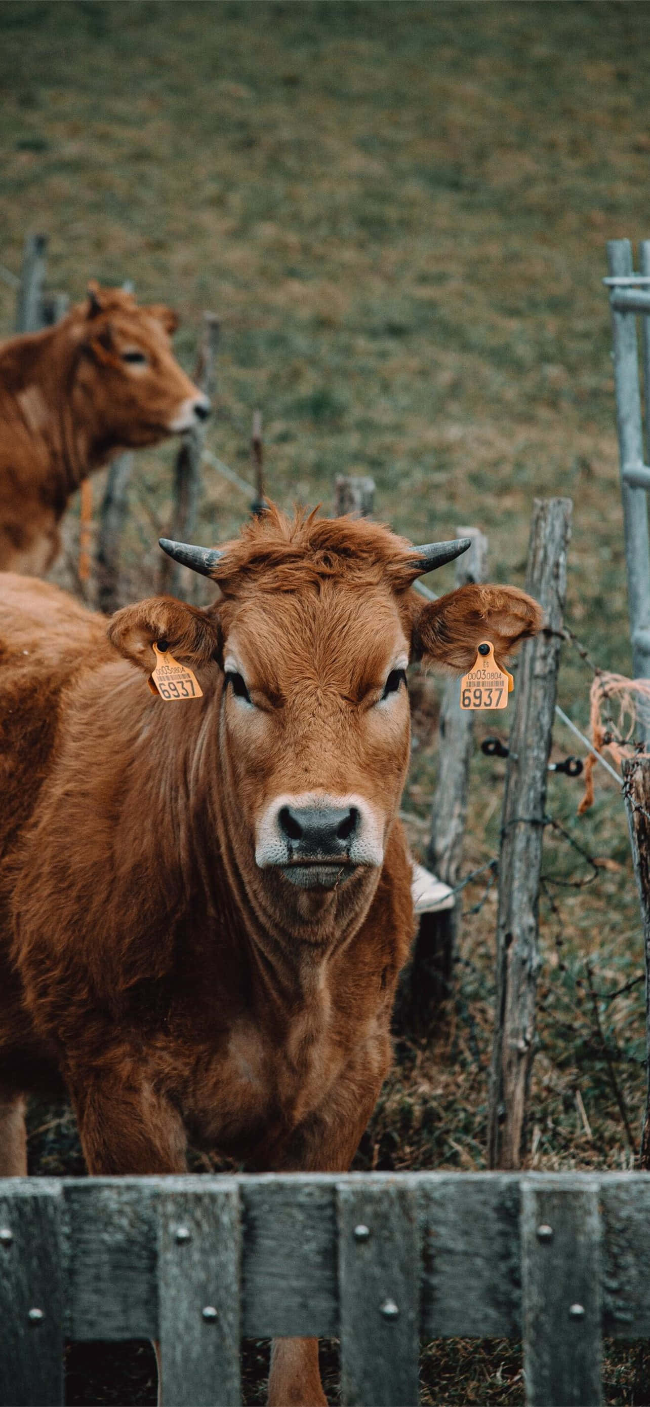 Seninătate rurală, liniște capturată prin ochii unui iPhone Fundal