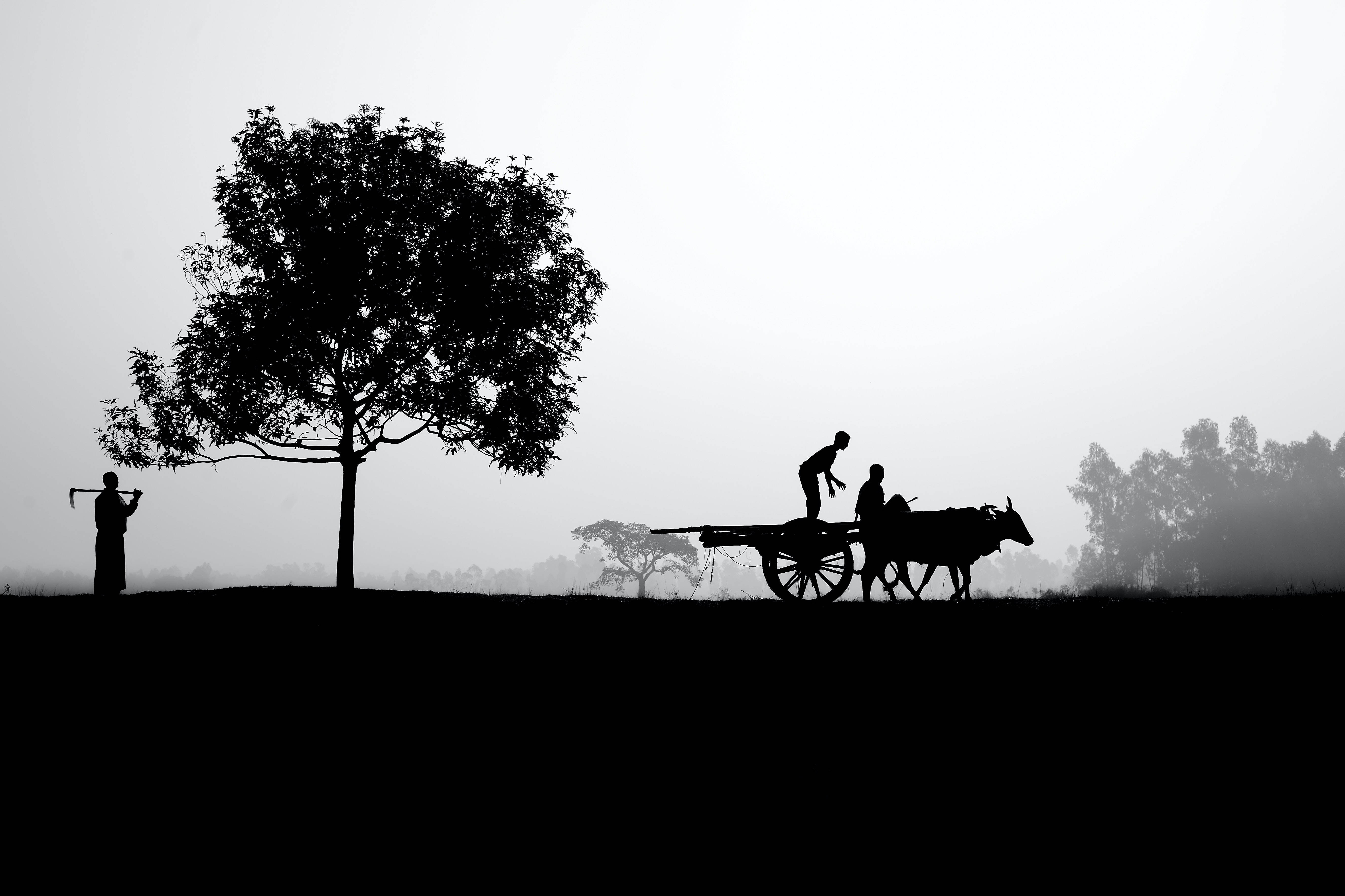 Silhouetă Viață La Fermă Fundal