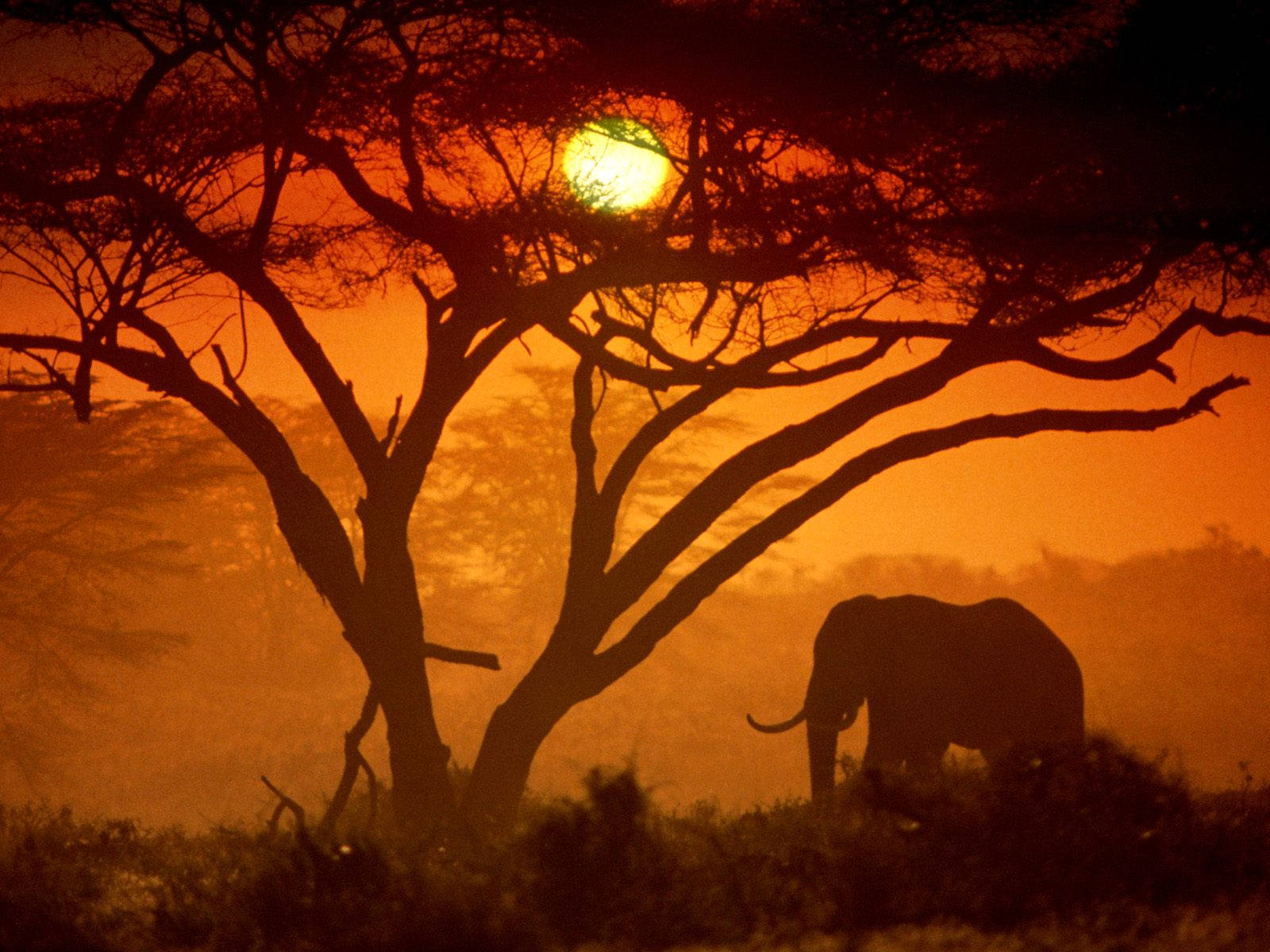 Siluetă de elefant african la apus Fundal
