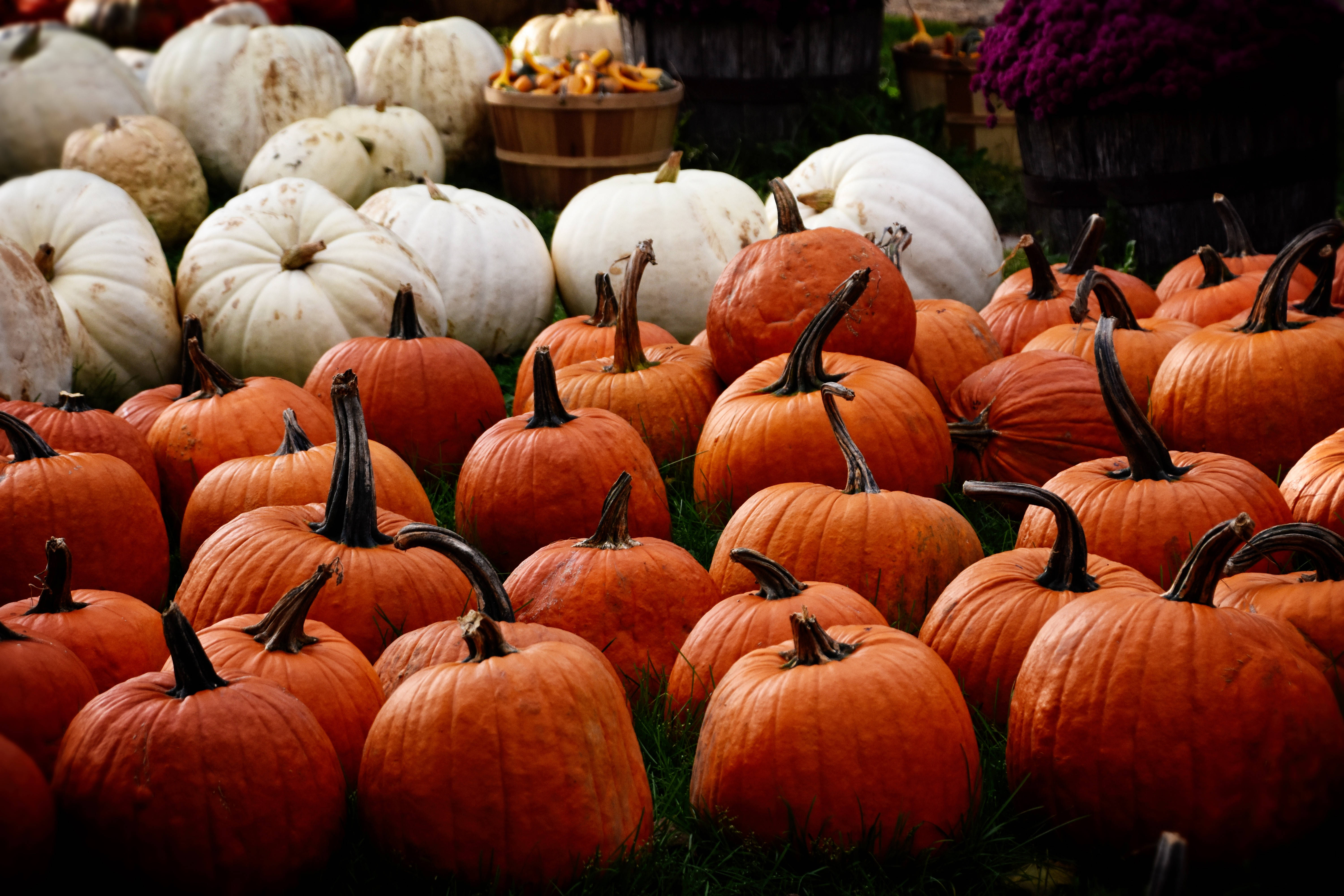 Sparkle of the season - orange and white patterned pumpkins Fundal