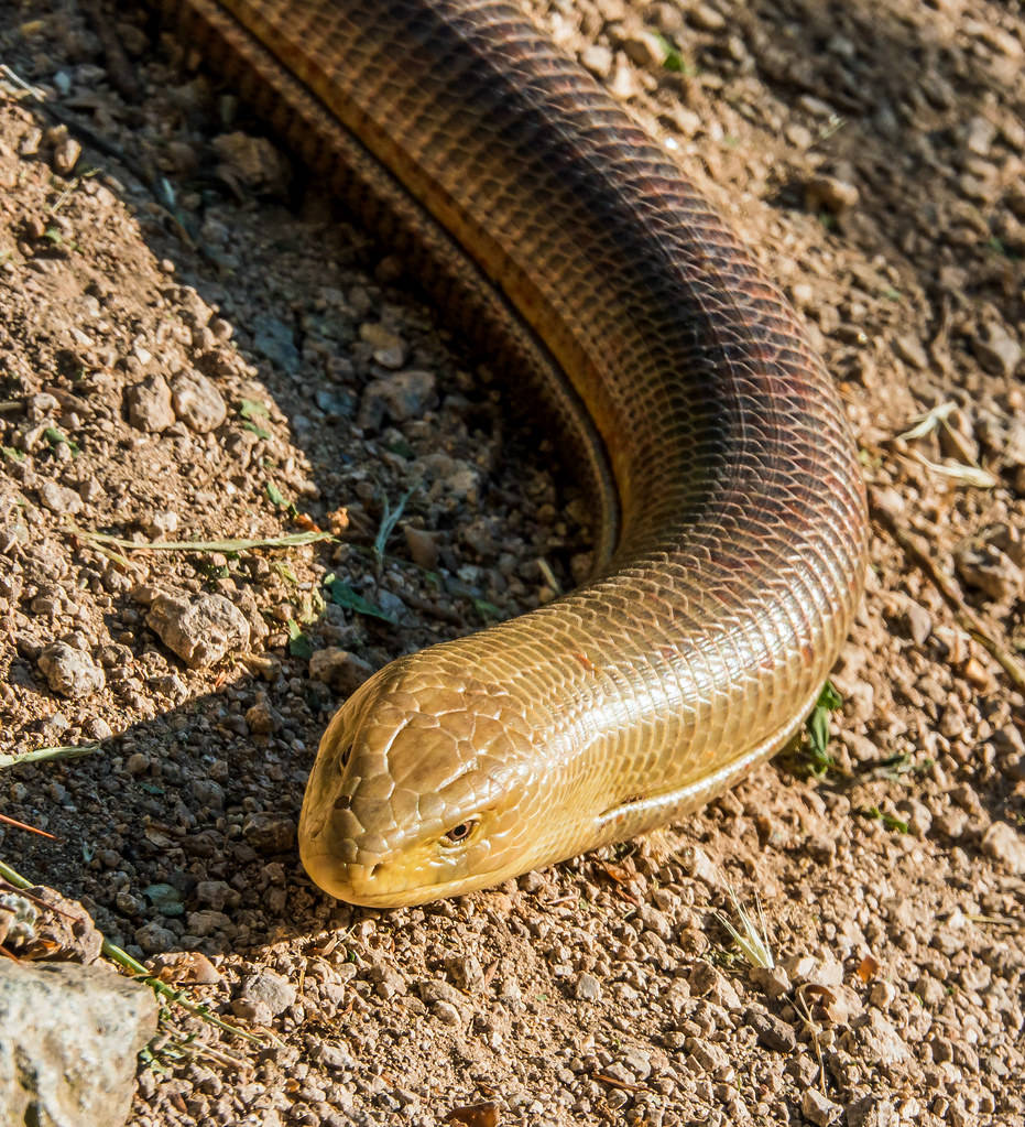 Spectacular Male Glass Lizard on Dry Soil Fundal