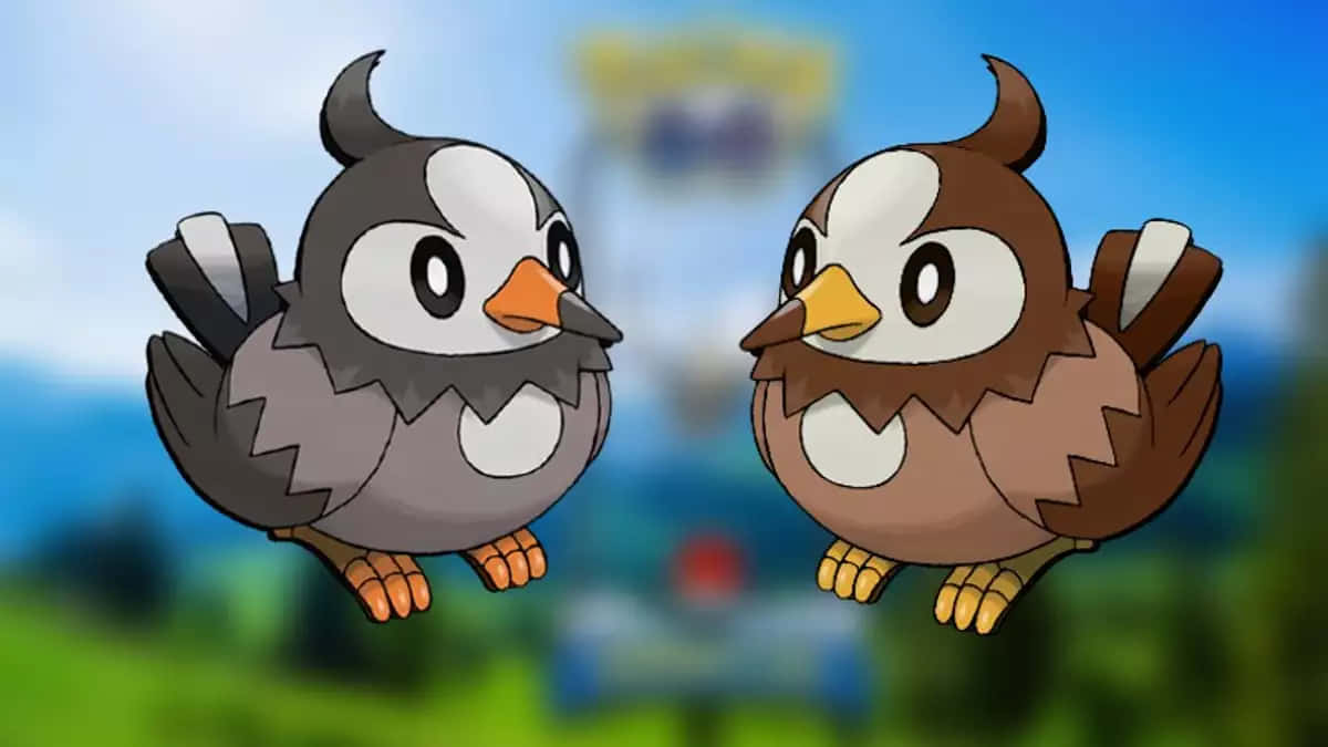 Starly obișnuit și Starly strălucitor Fundal