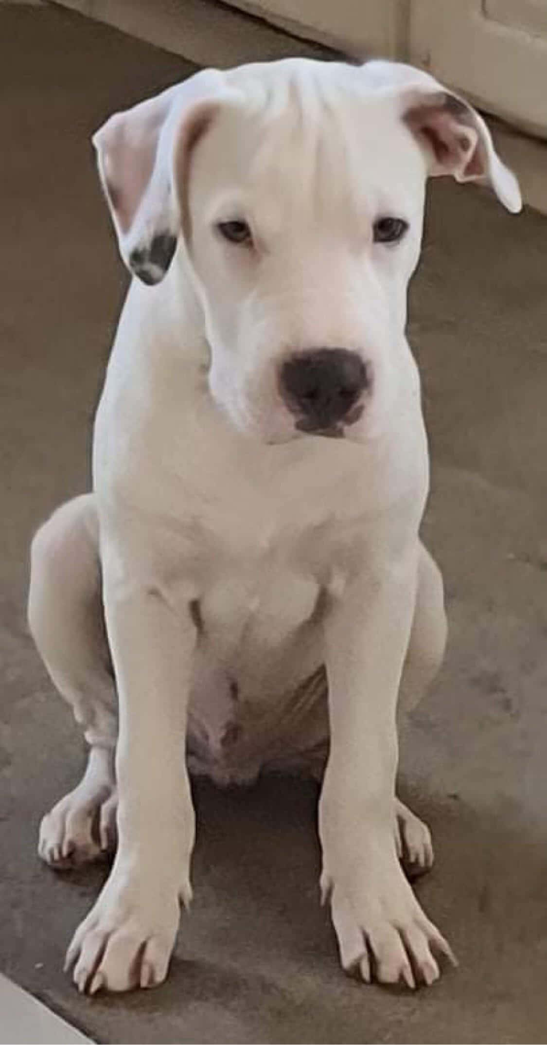 Stately Dogo Argentino Beautifully Poses for a Photo Fundal