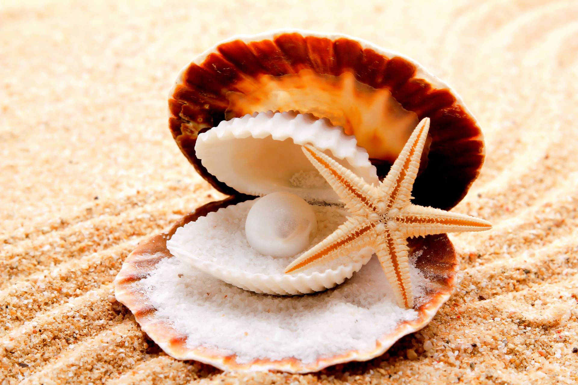 Stea de mare în cochilie Fundal