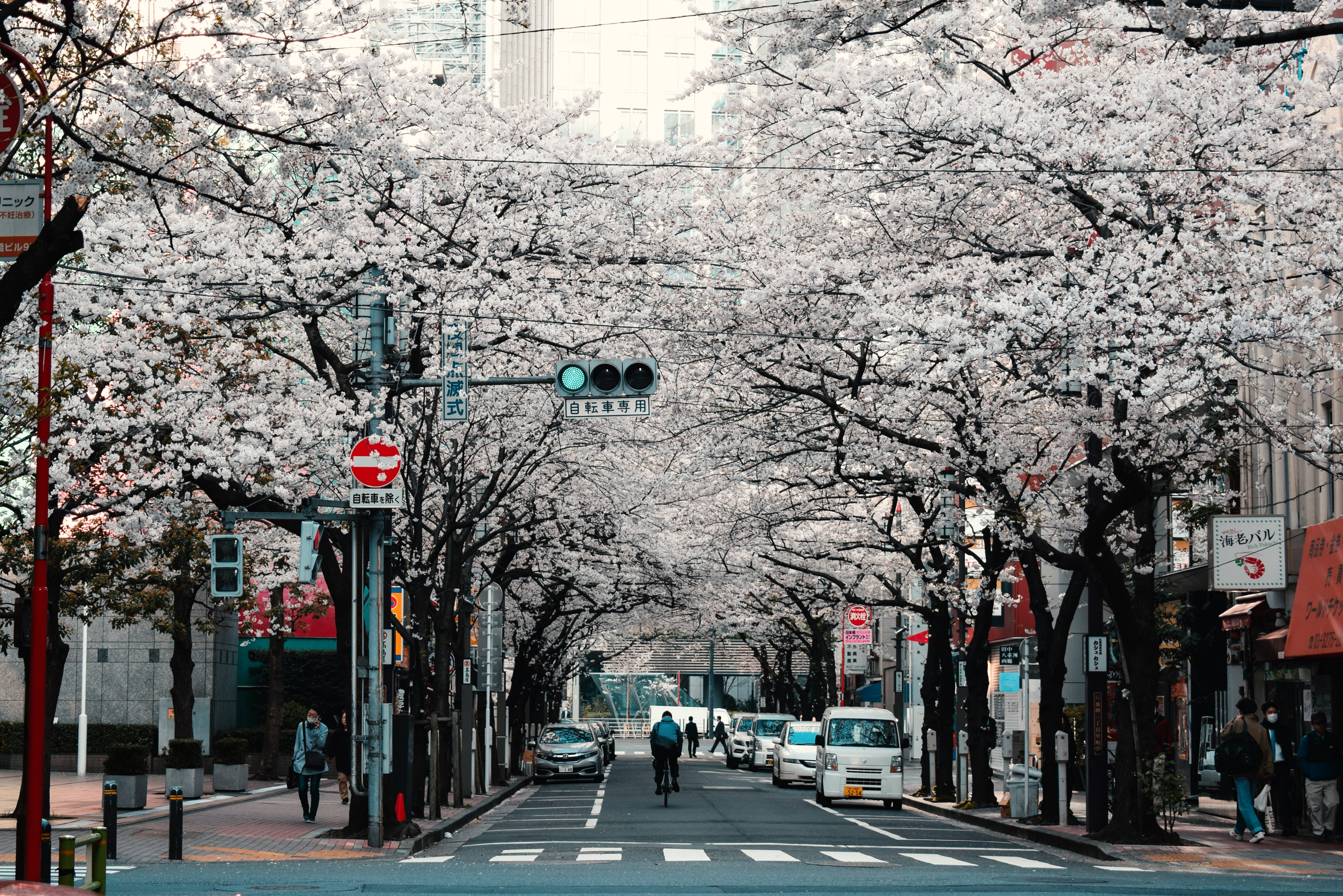 Stradă Tokyo cu Sakura în Japonia HD Fundal