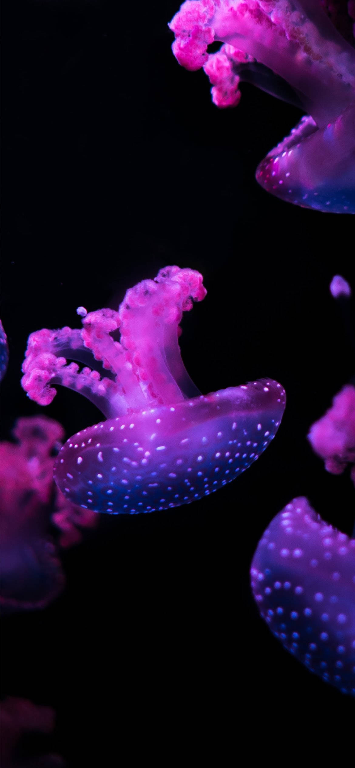Telefon Estetic Violet Meduza Fundal