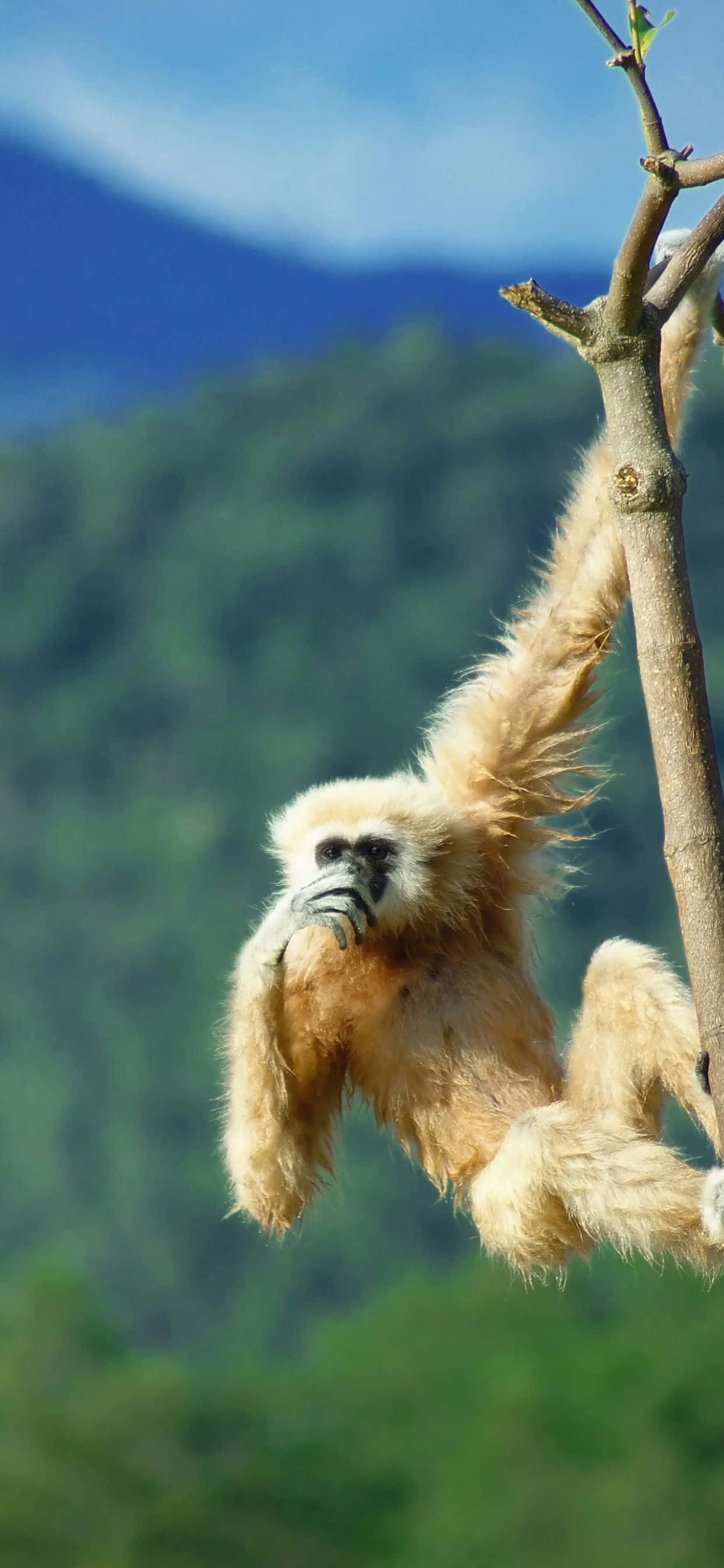 Telefonul Perfect - iPhone Xs Max Gibbon Fundal