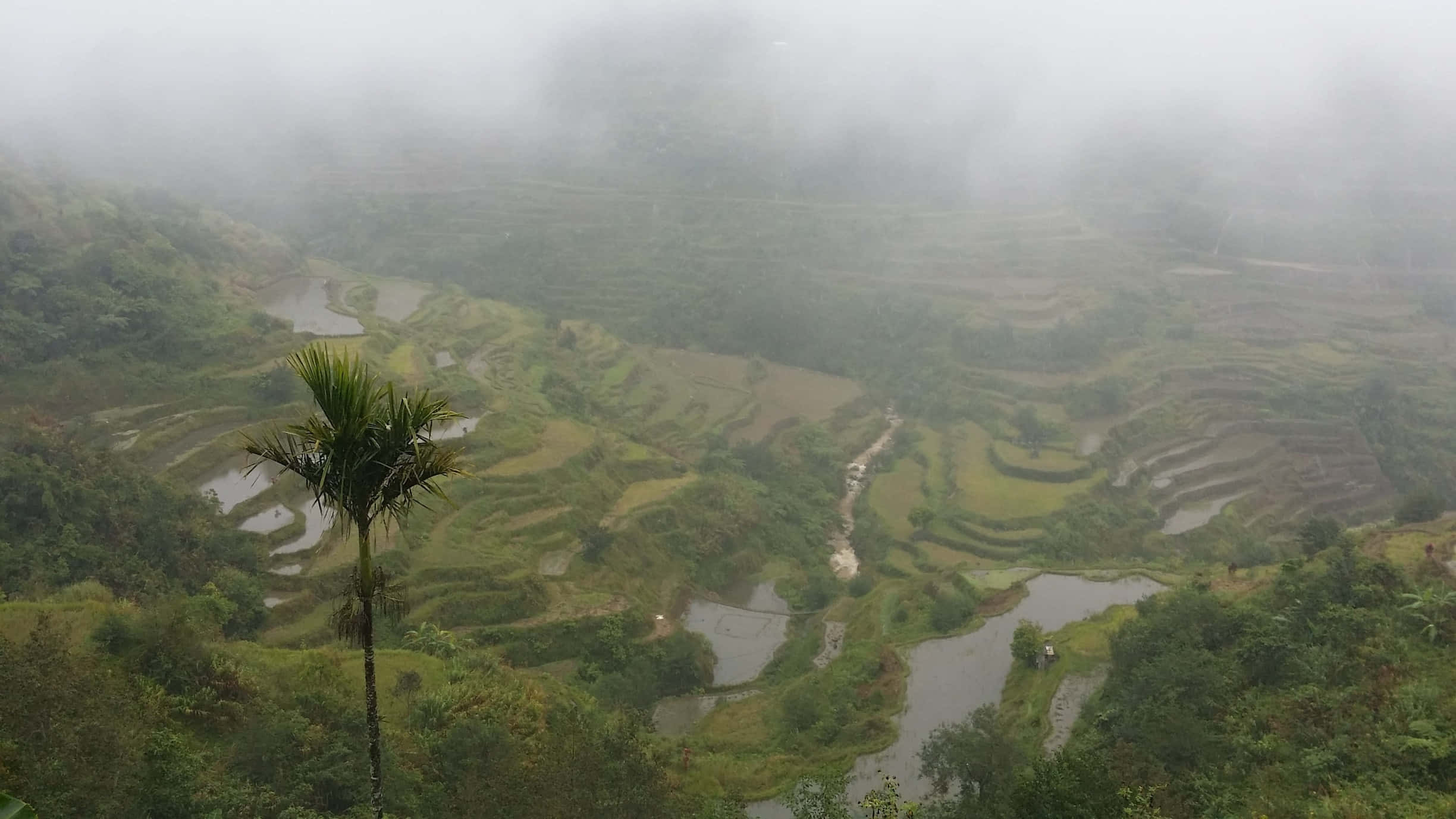 Terasele de orez Banaue în ceață, Filipine Fundal
