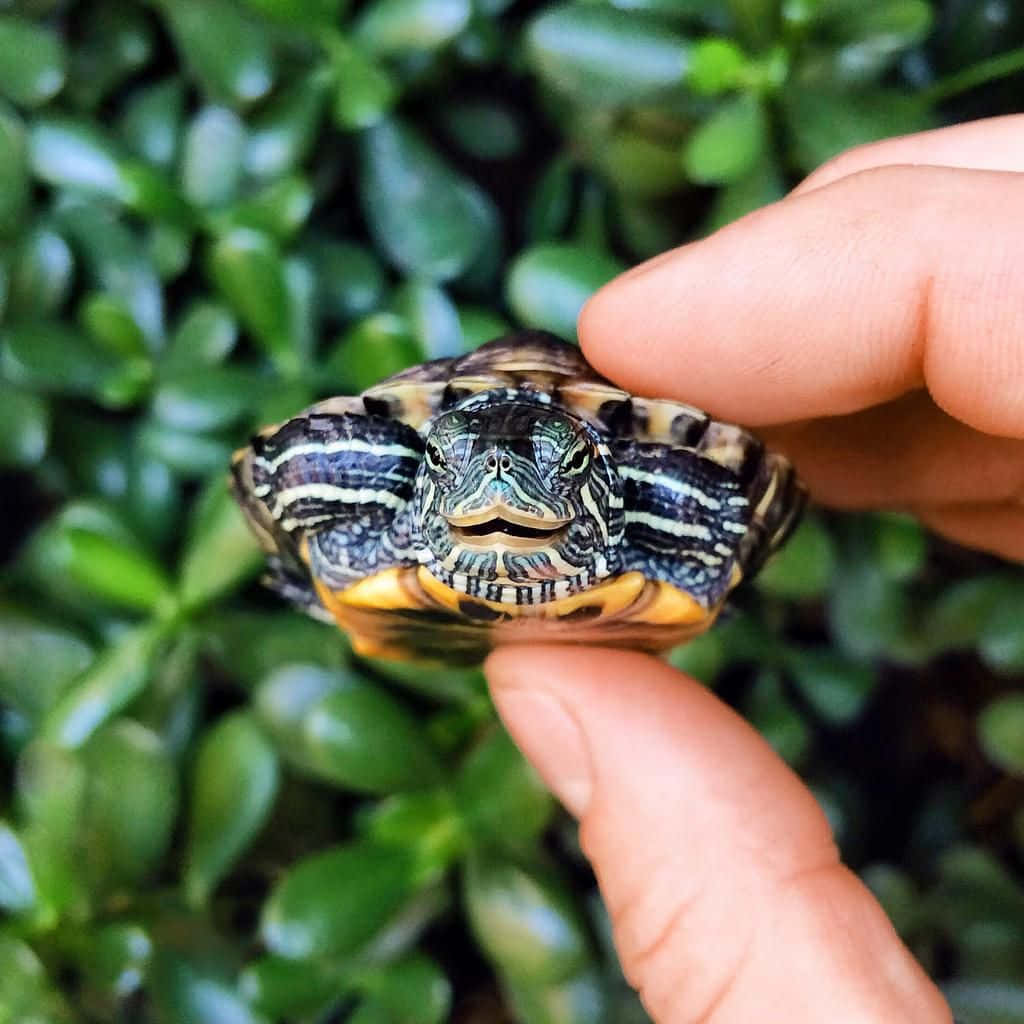 Țestoasă Adorabilă și Drăguță Fundal
