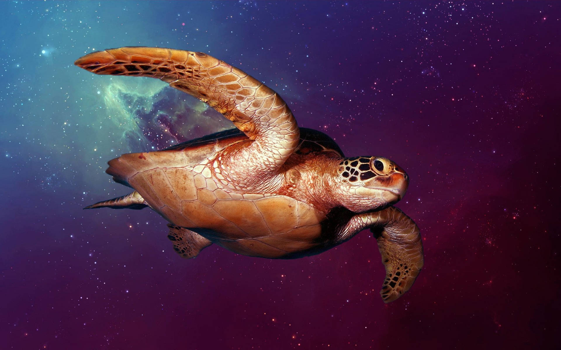 Țestoasă cool în spațiul cosmic Fundal