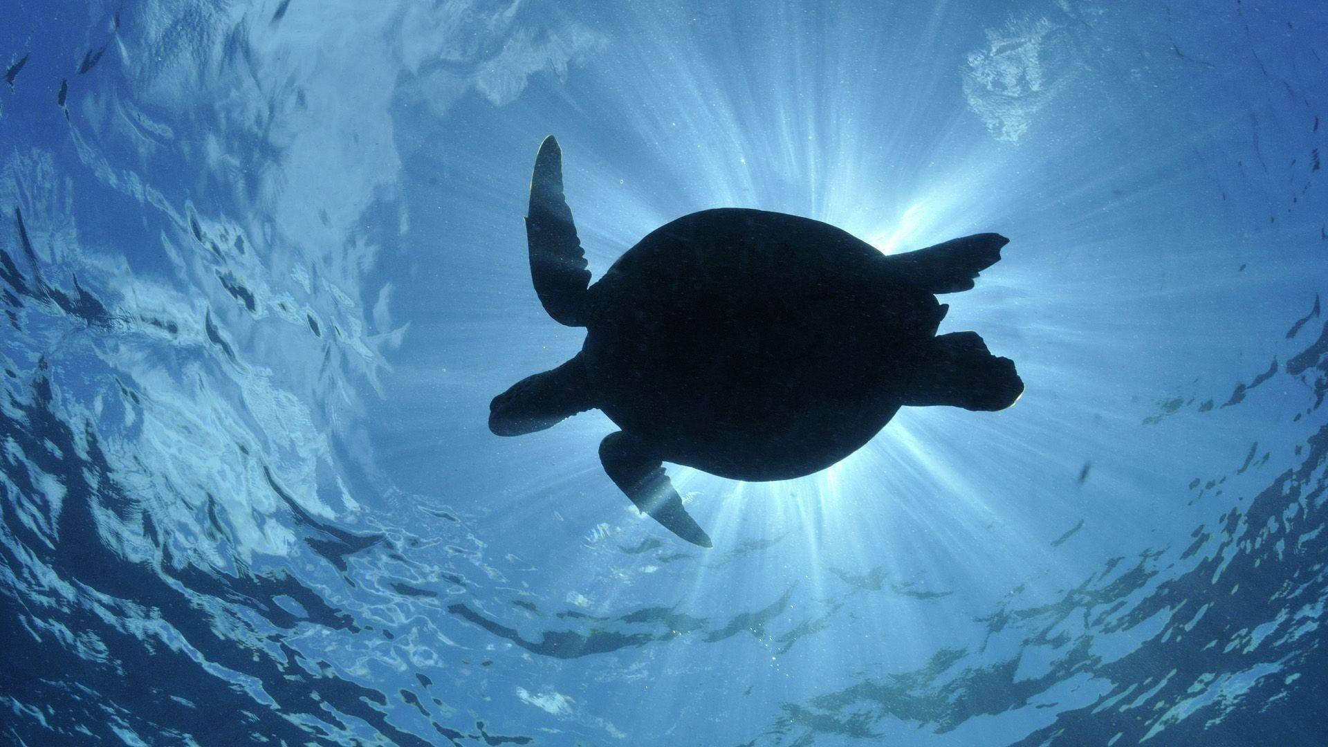 Țestoasă de mare în siluetă Fundal