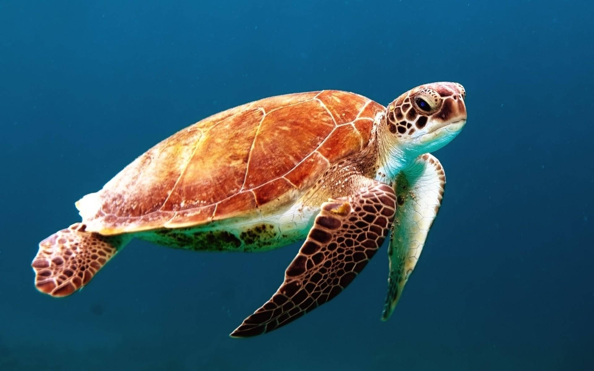 Țestoasă de mare cu carapace osoasă maro Fundal