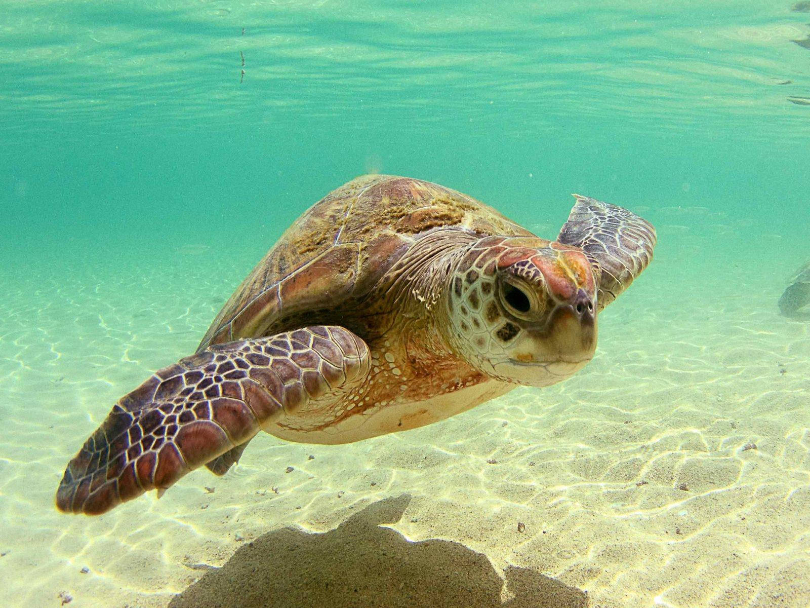 Țestoasă de mare cu umbră sub apă Fundal