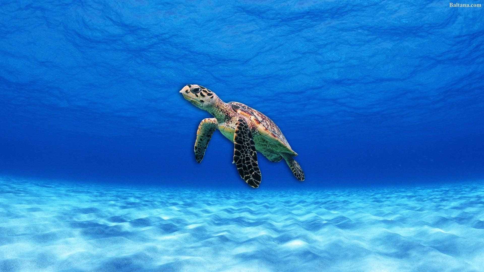 Țestoasă de mare sub un ocean albastru și limpede Fundal