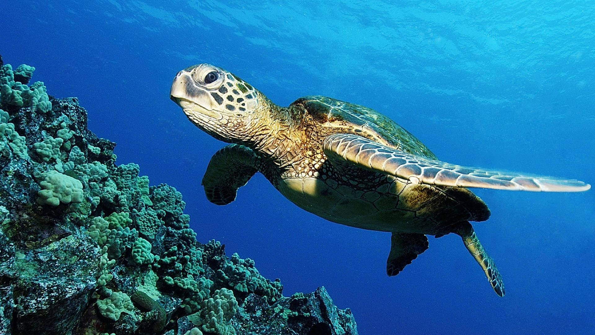 Țestoasă drăguță care înoată în ocean Fundal