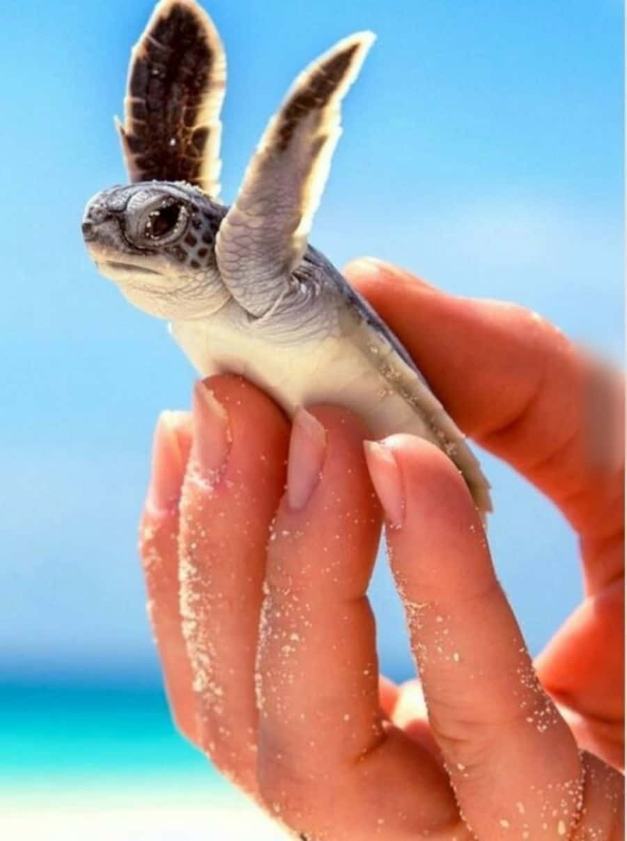 Țestoasă drăguță și adorabilă Fundal