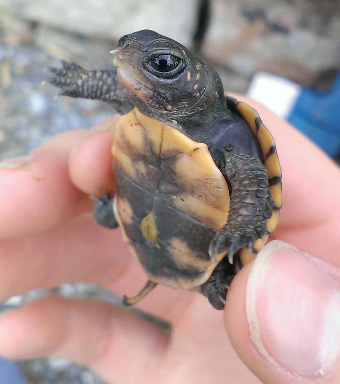 Țestoasă drăguță și adorabilă explorând marea Fundal