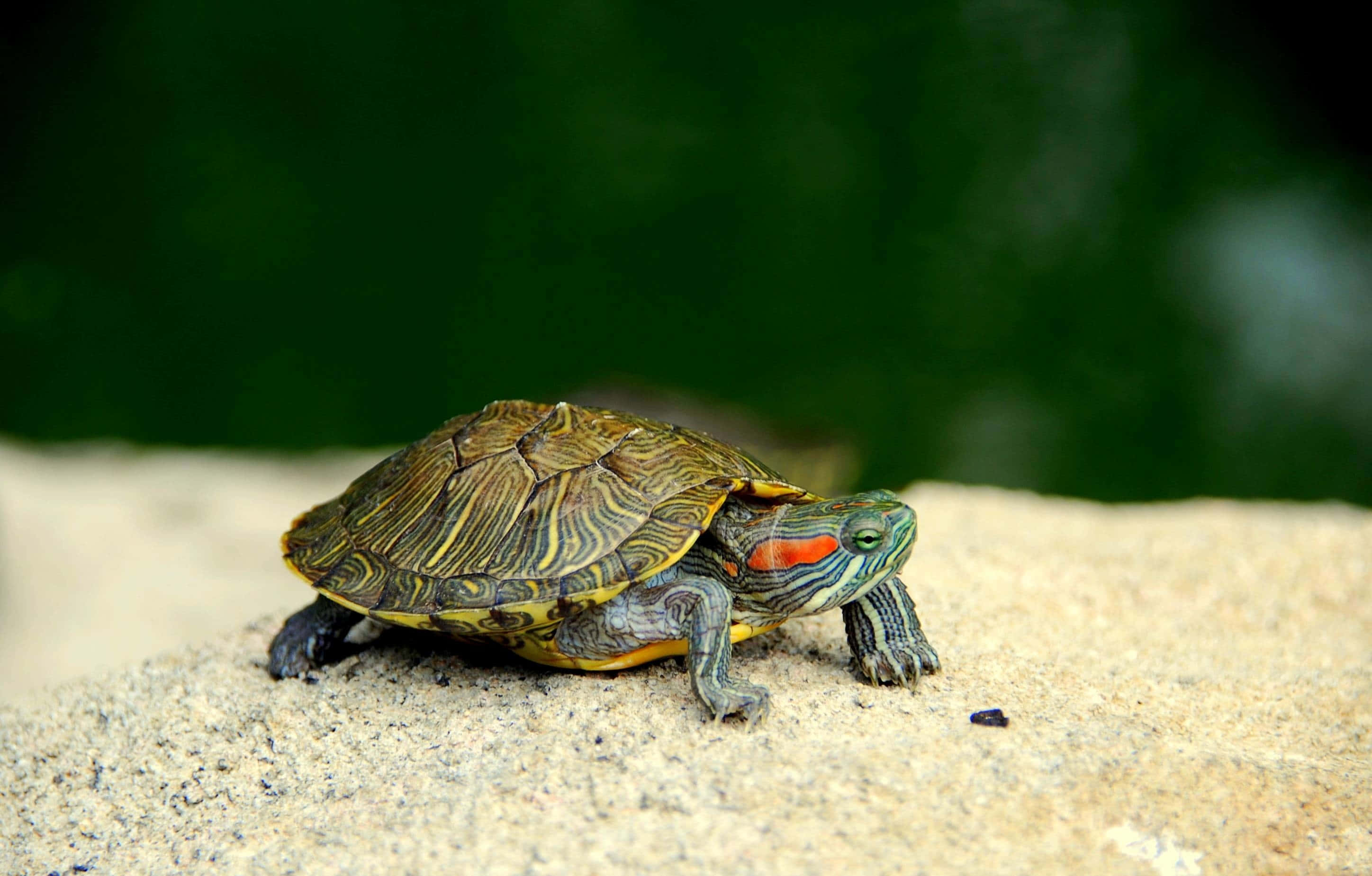 Țestoasă Drăguță și Adorabilă Fundal