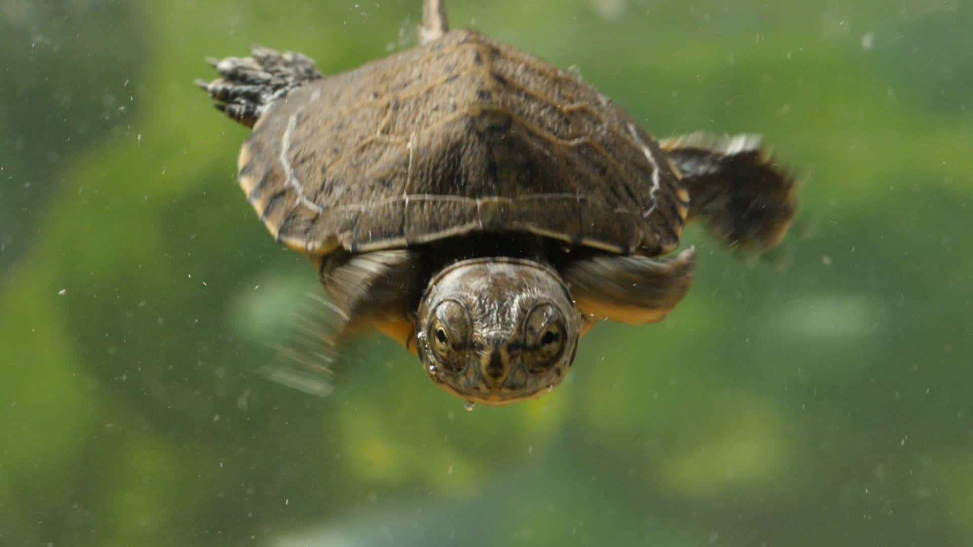 Țestoasă drăguță și adorabilă Fundal
