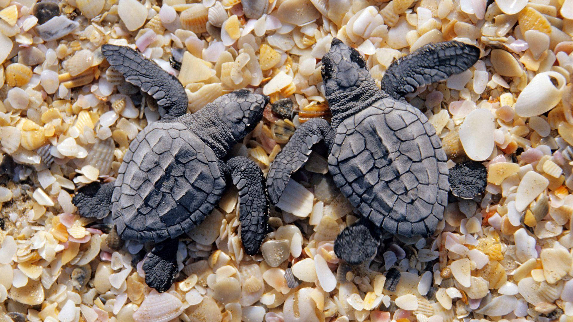Țestoase negre cool Fundal