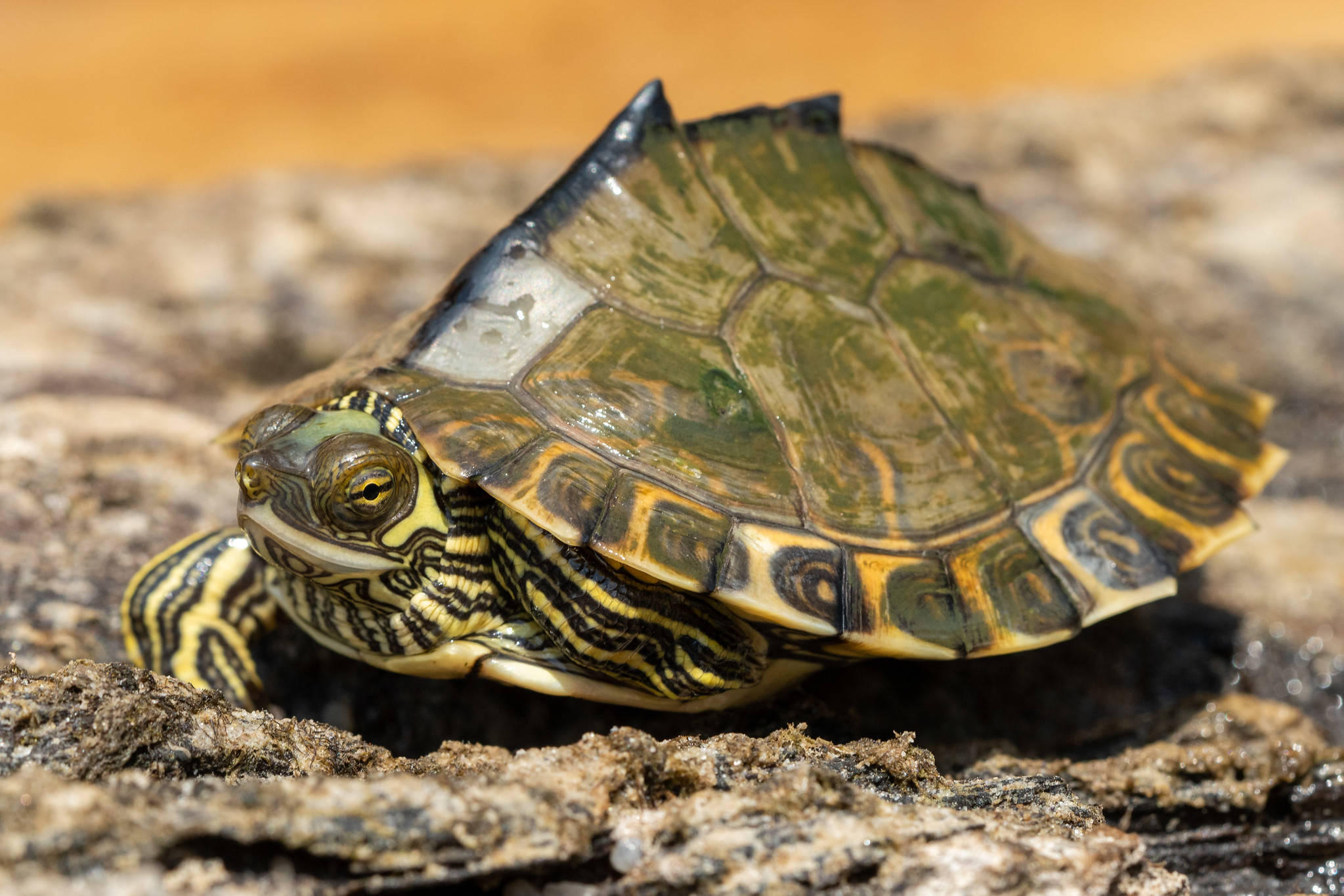 Textură de broască țestoasă mapată Pascagoula cu carapace ascuțită Fundal