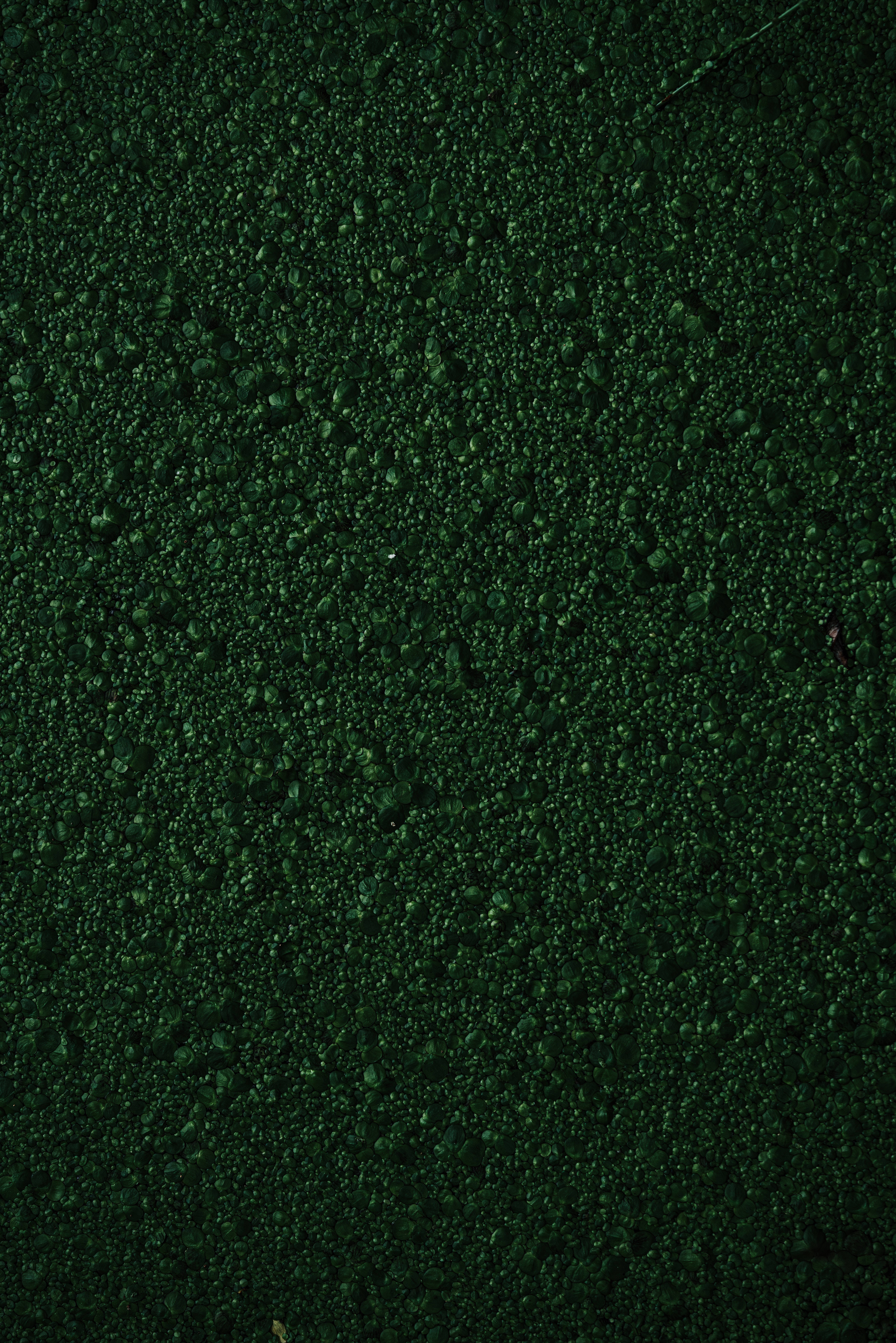 Textură mușchi verde denivelat Fundal
