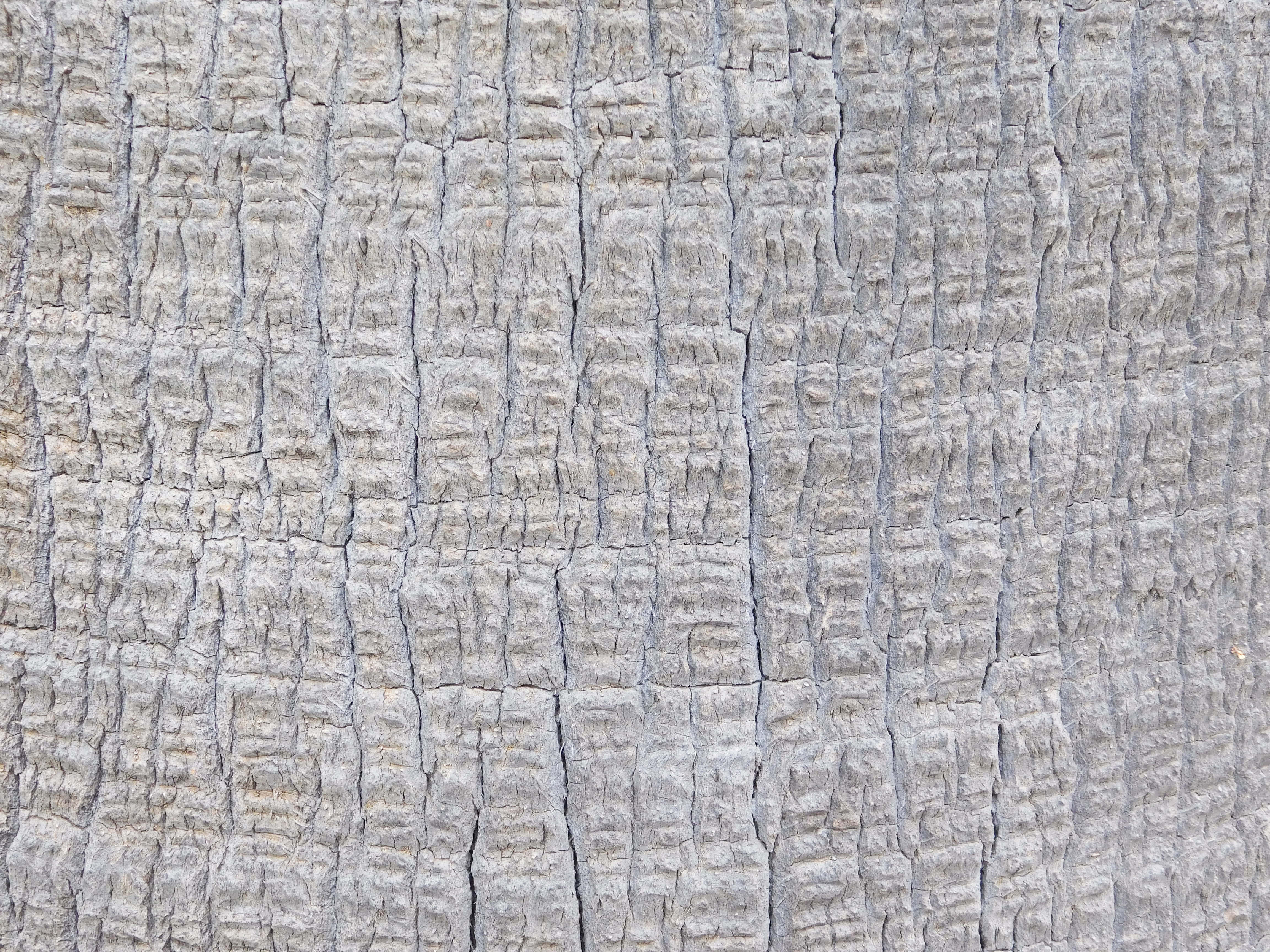 Textura tronc de copac Fundal