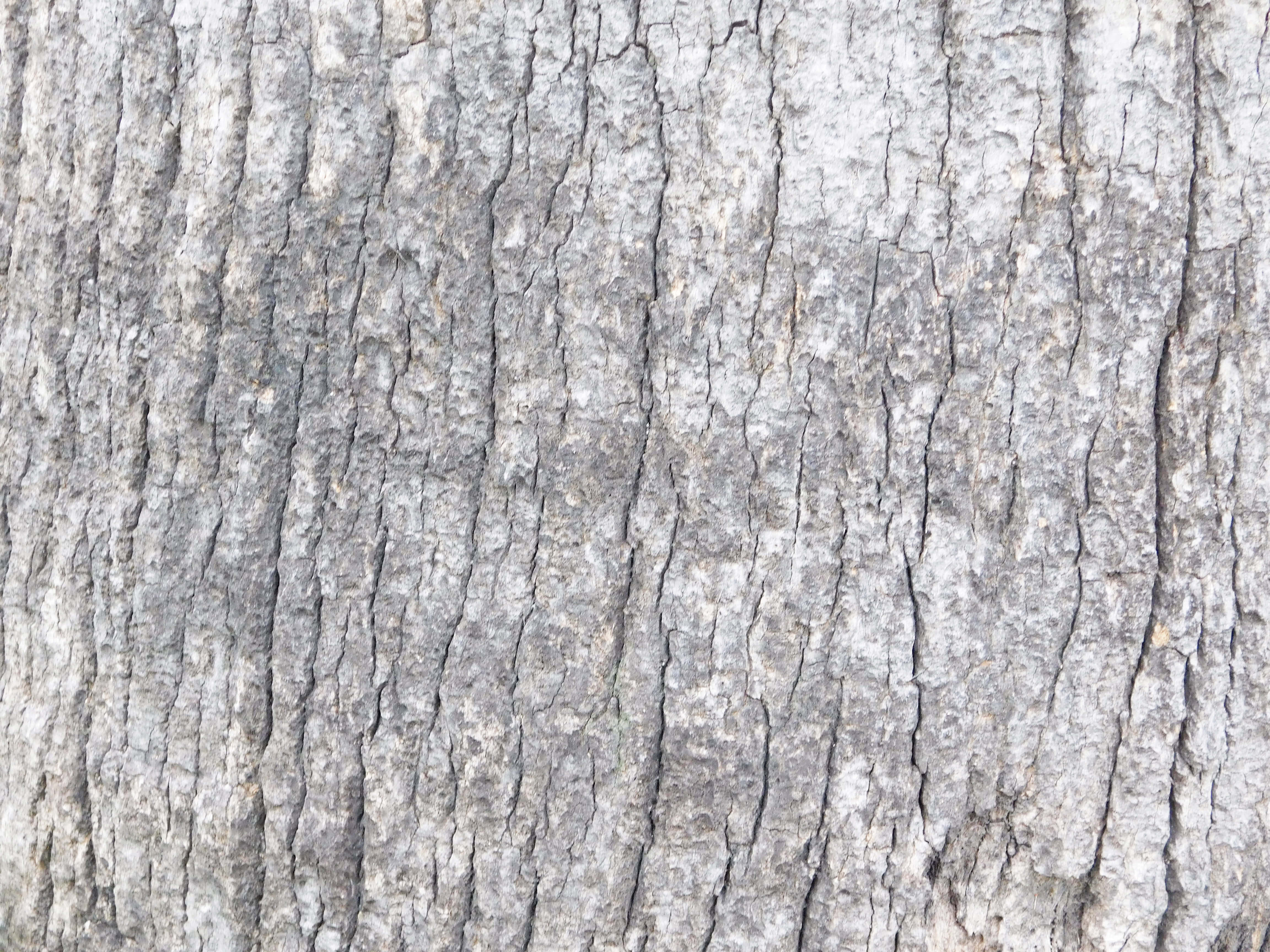 Textura trunchiului de copac Fundal