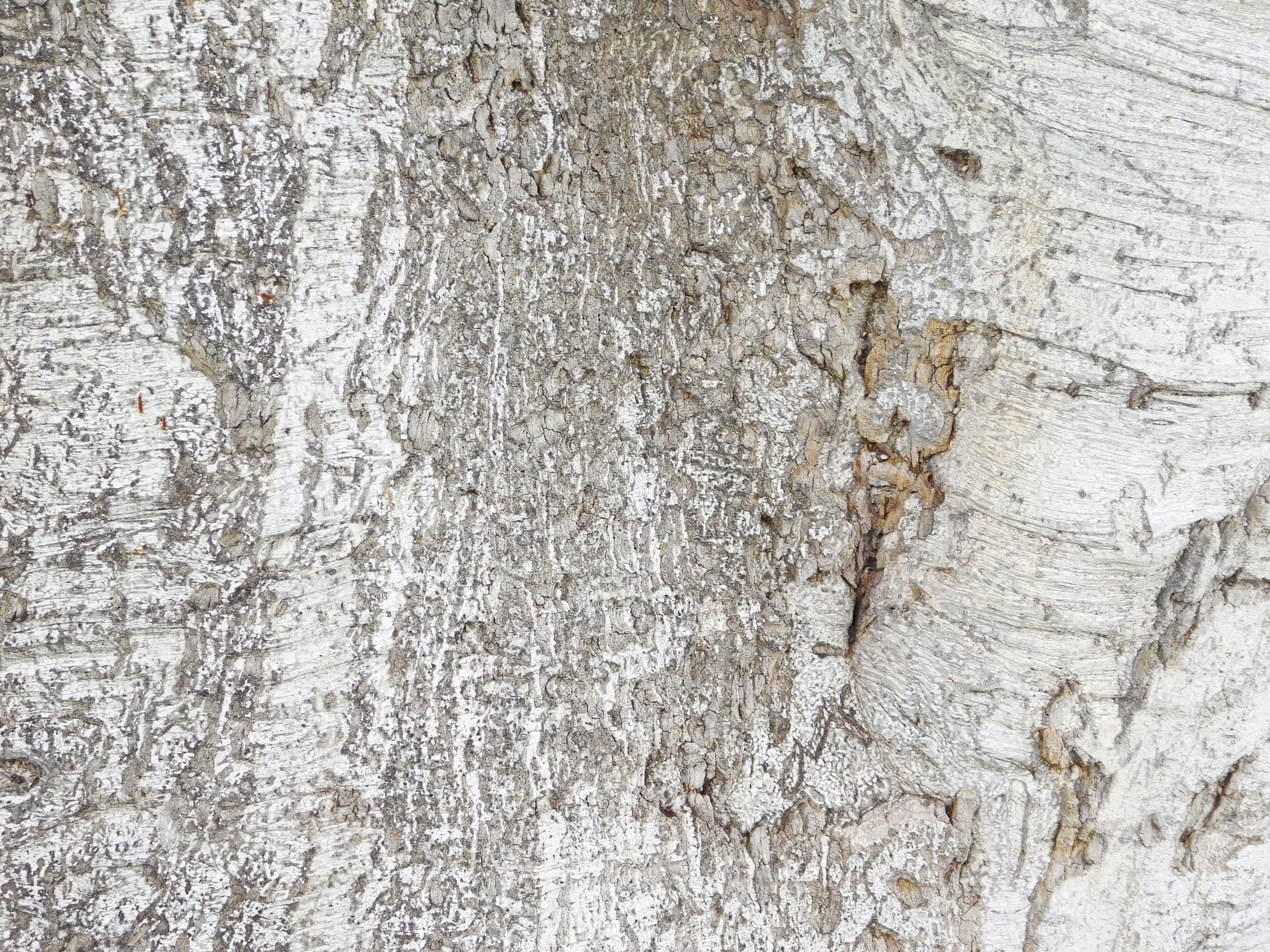 Textura trunchiului de copac Fundal