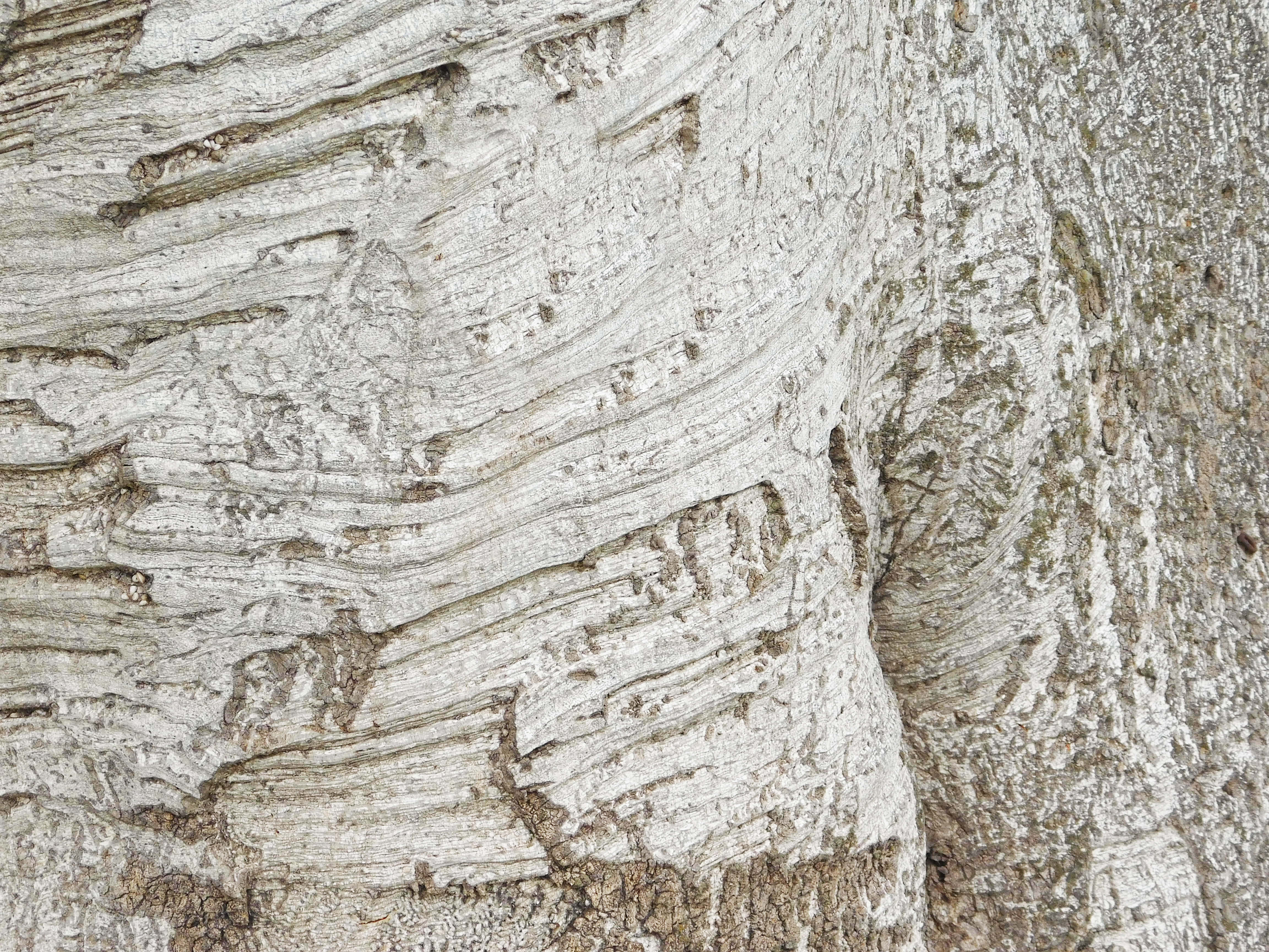 Textura trunchiului de copac Fundal