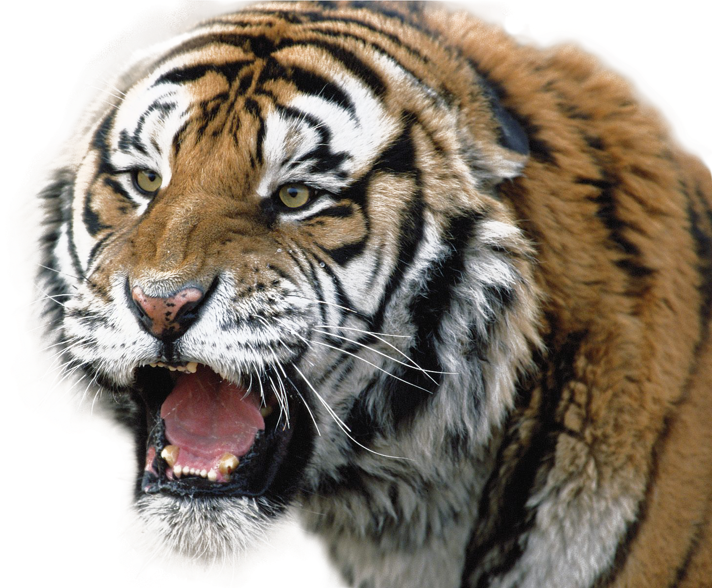 Tiger furios care răcnește Fundal