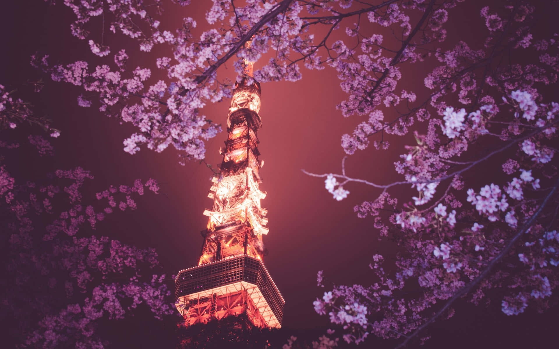 Tokyo Fundal Turnul Tokyo Deasupra Cireșului Sakura Fundal