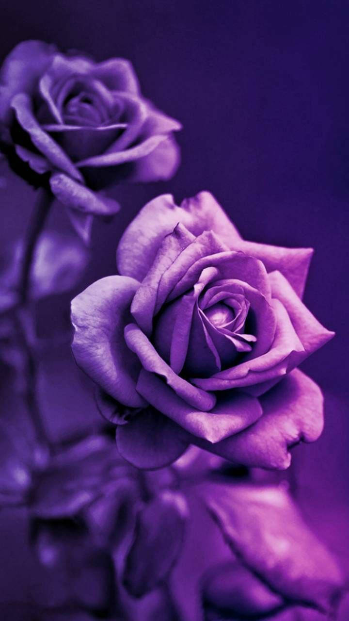 Trandafir 3D Estetic Violet Închis Fundal