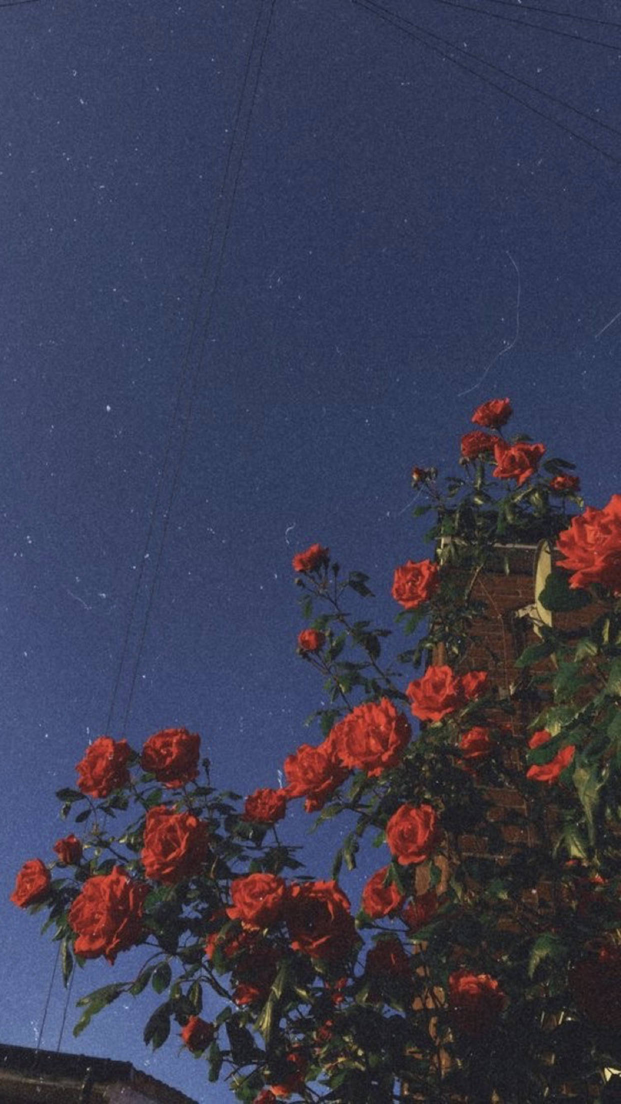Trandafiri Vintage cu Estetică Granuloasă Indie pentru Telefon Fundal