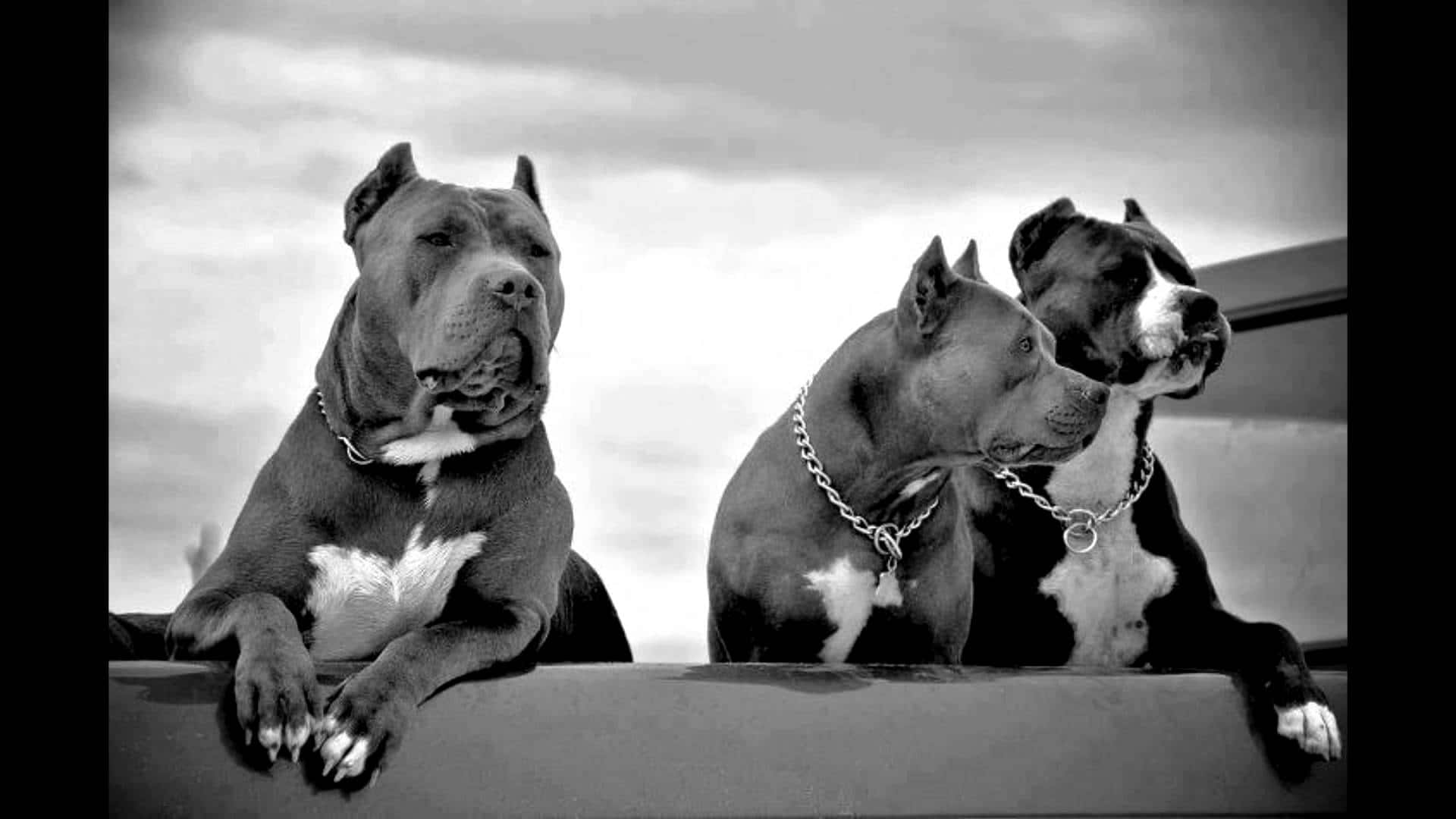 Trei câini Pitbull în haită Fundal
