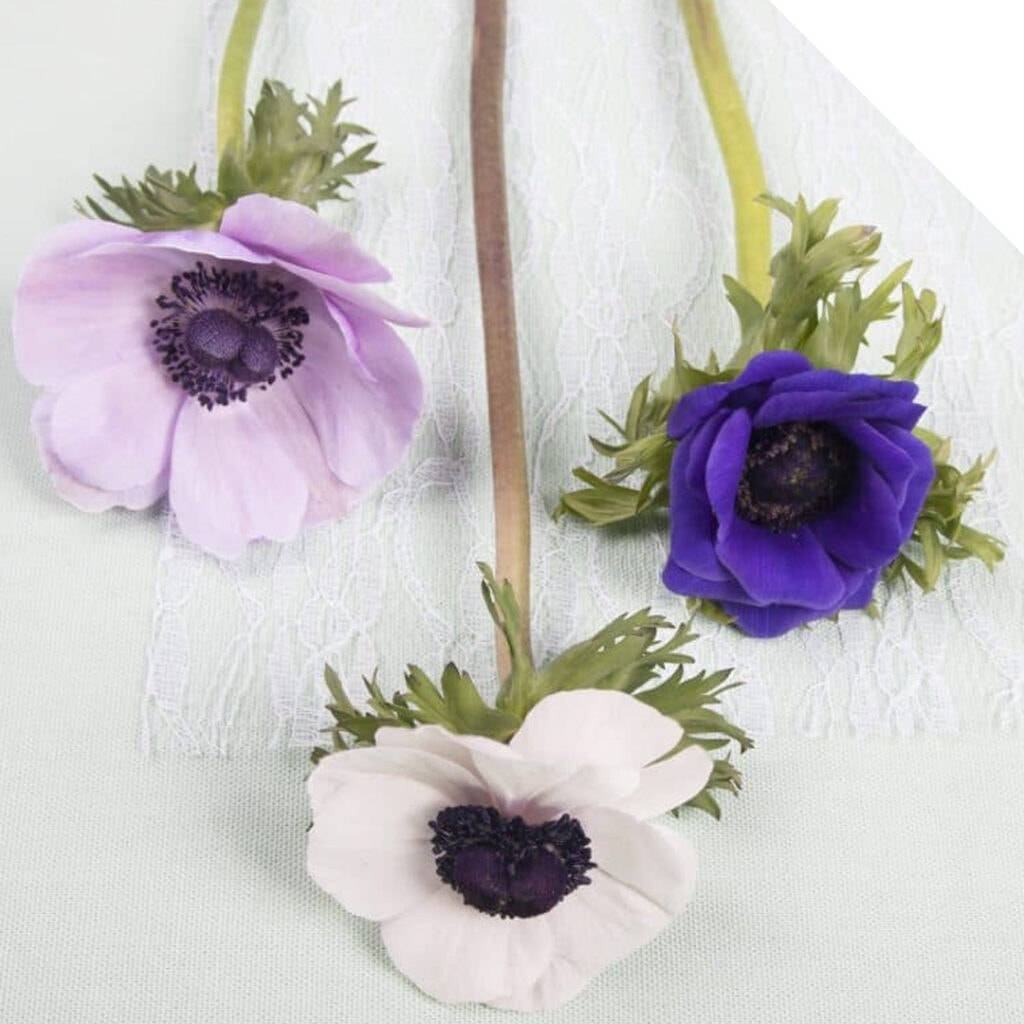 Trei flori de anemone Fundal