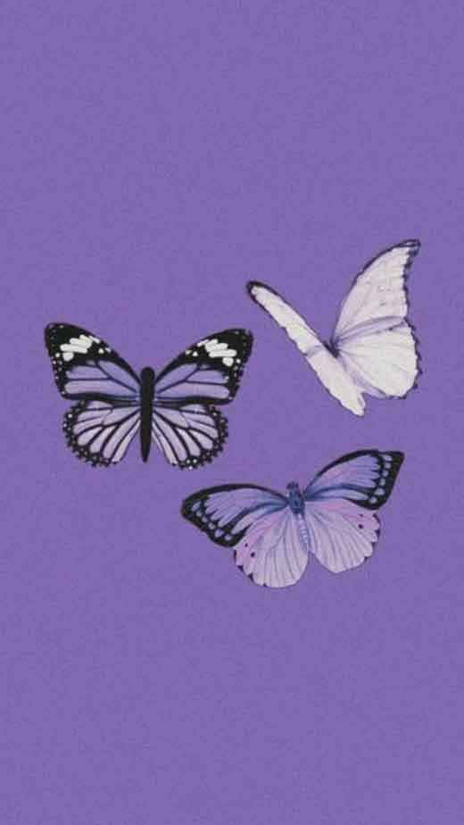 Trei fluturi violet estetică imagine Fundal
