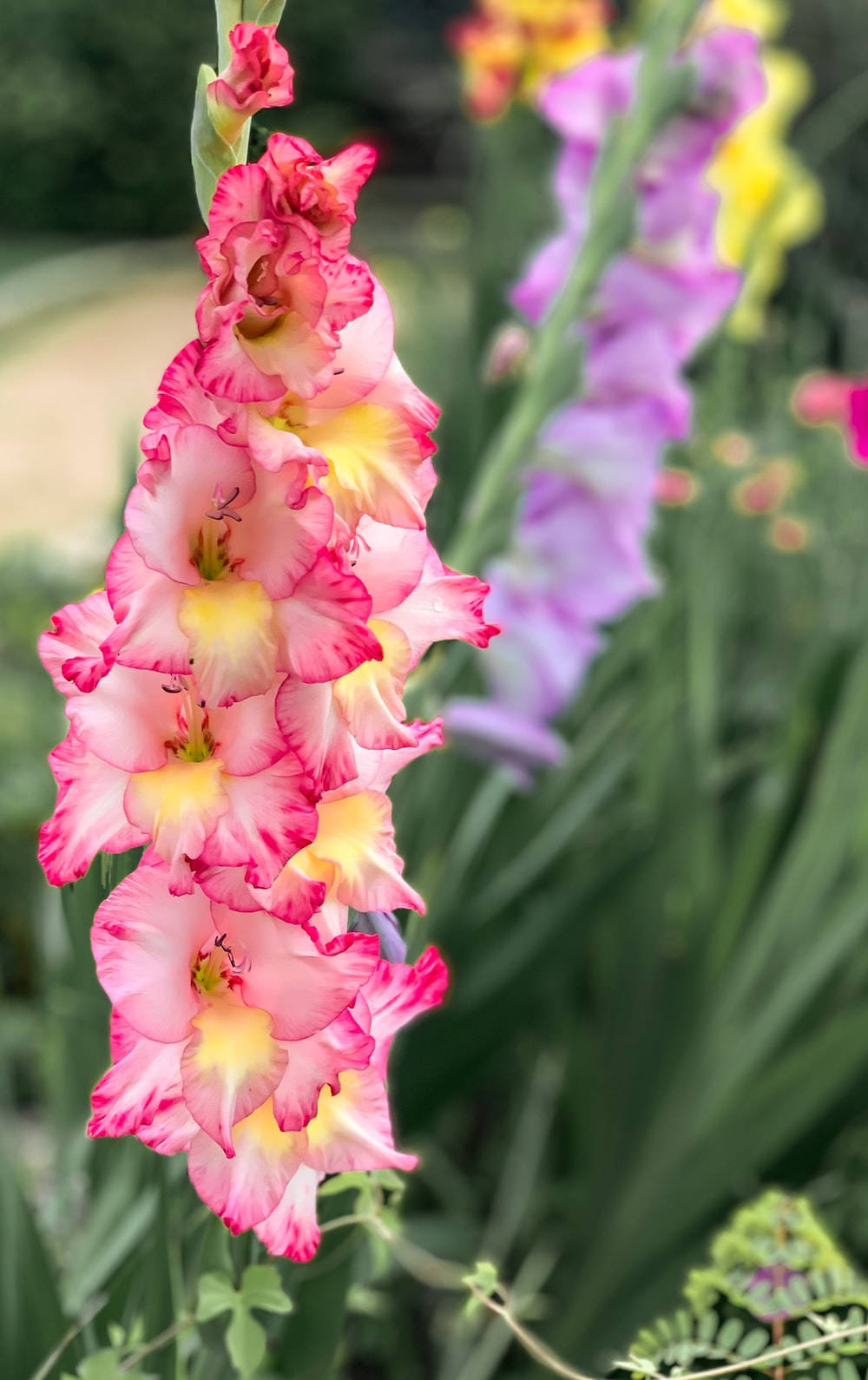 Tri-Colored Gladiolus Flower Fundal