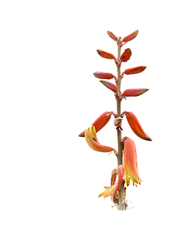 Tulpina de Aloe Vera înflorită Fundal