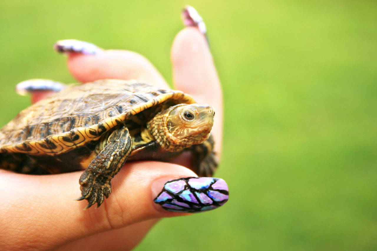 Turtle auriu adorabil pozând estetic Fundal