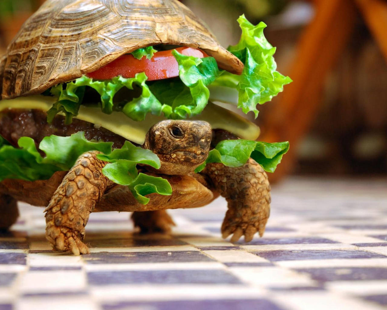 Turtle Burger Cool Fundal
