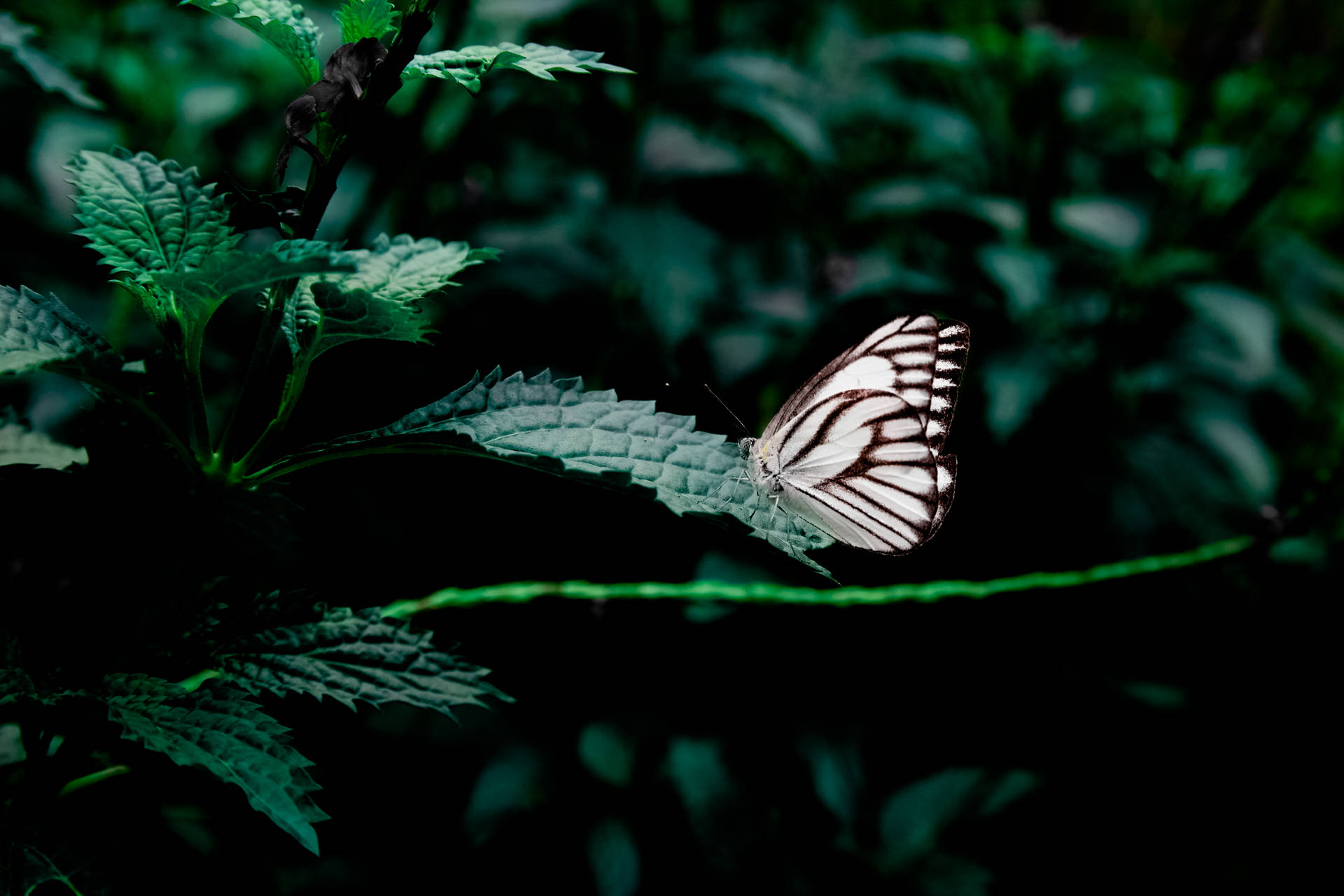 Fluture alb și negru printre frunze verzi de plante în grădină wallpaper. — Fluture Fundal