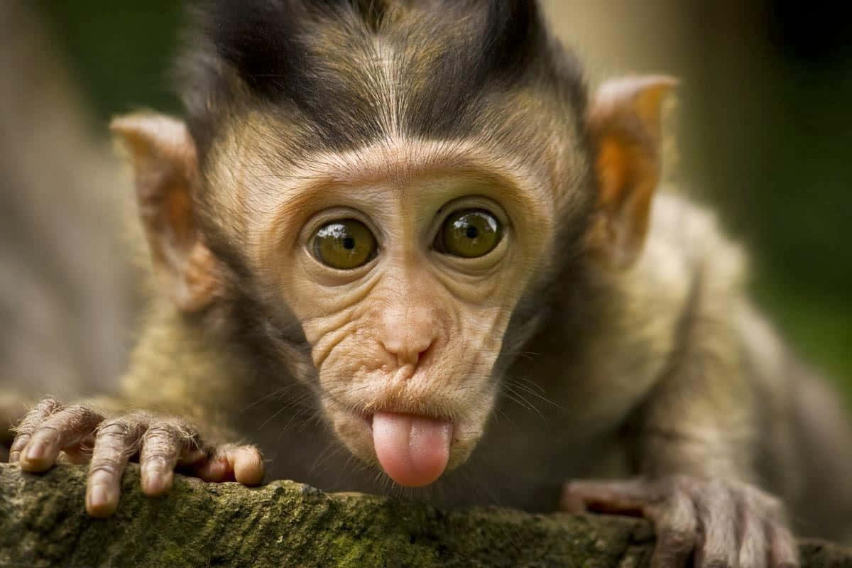 Uită-te la această maimuță adorabilă și drăguță! Fundal