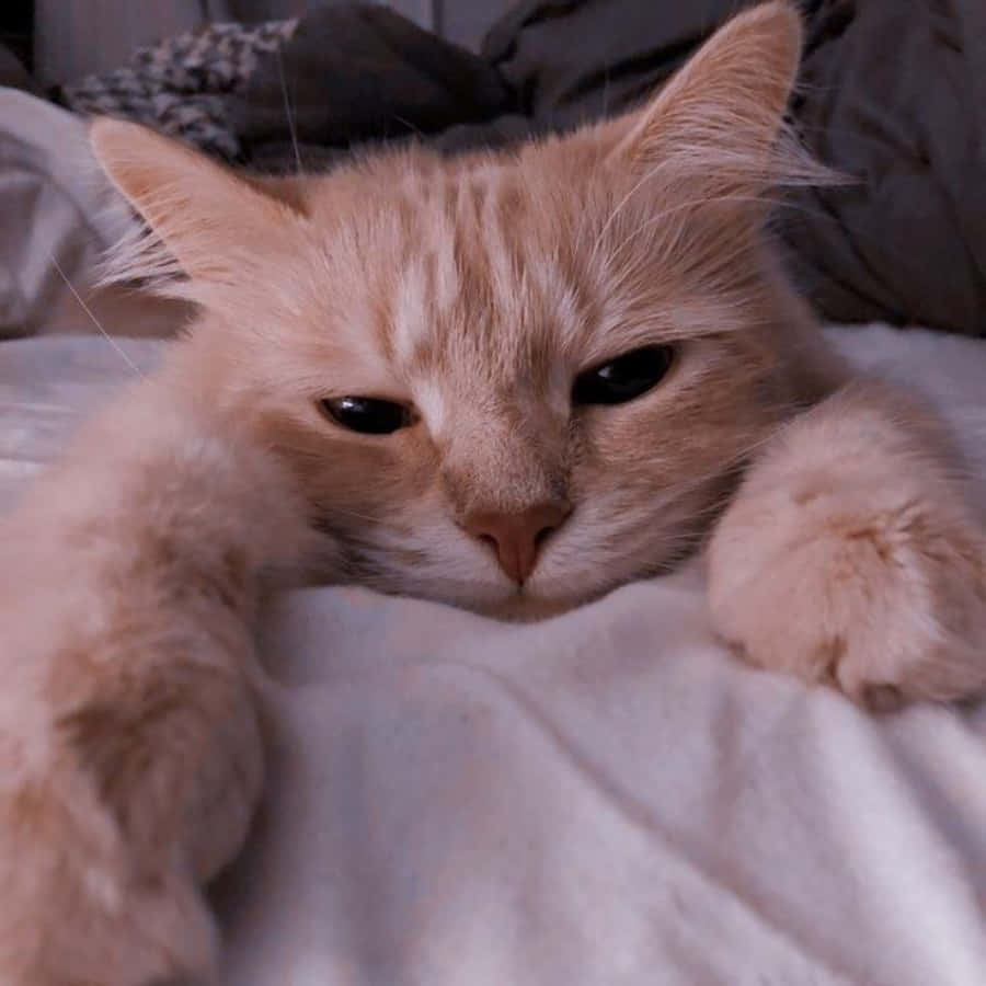 Uită-te la această pisică estetică adorabilă! Fundal