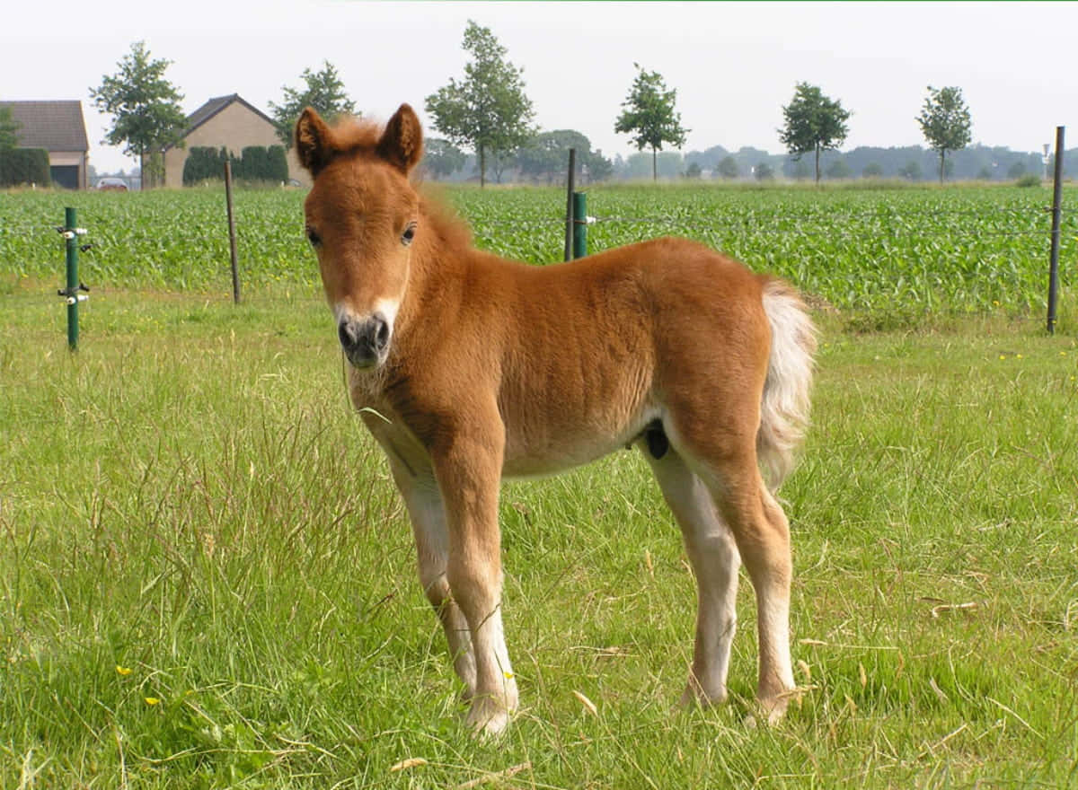 Uite ce cal adorabil! Fundal